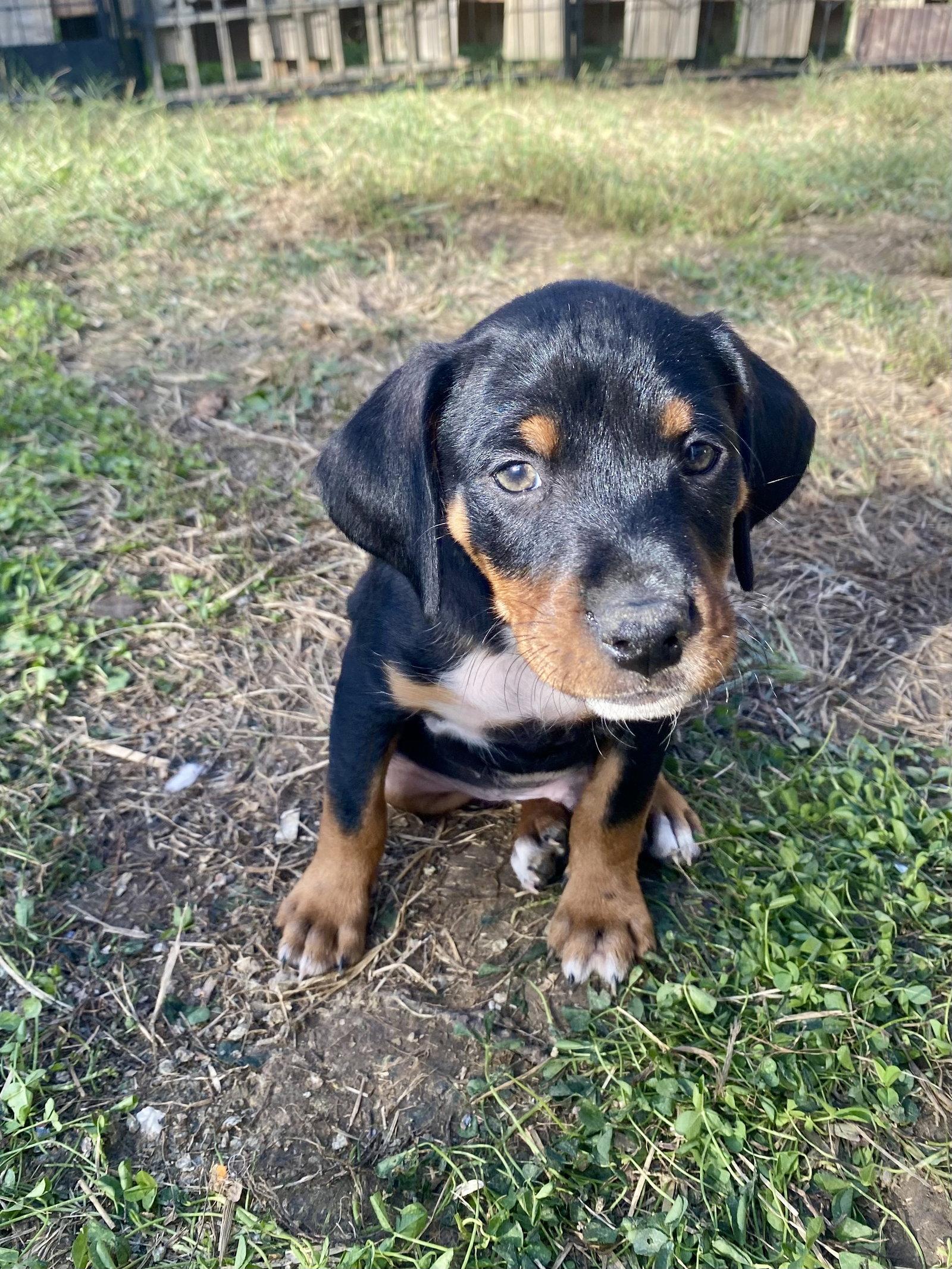 Enlarge Rolo, a Adoptable mixed breed in Barnhart, MO image 3/3