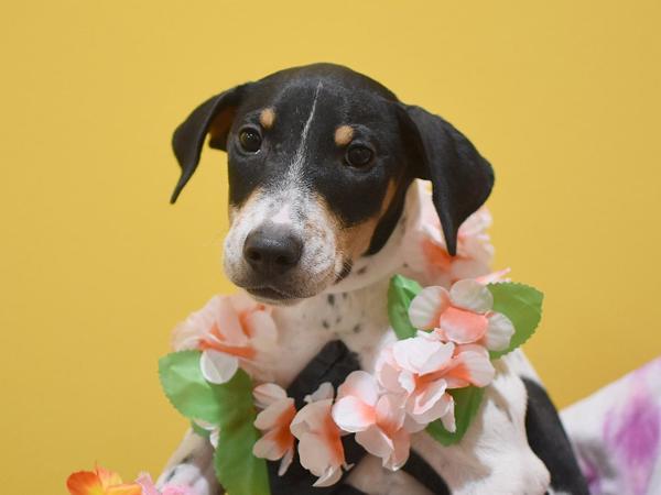 Kar, Adoptable, Puppy Male Hound.