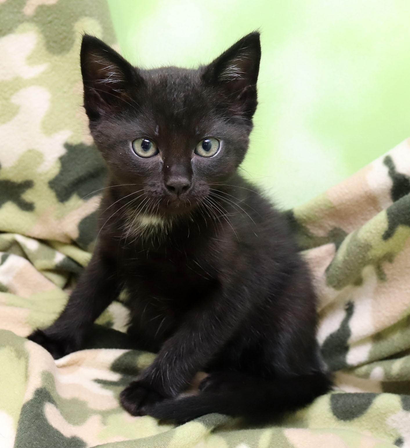 Enlarge Marlow, a ADOPTABLE Domestic Short Hair in Tierra Verde, FL image 3/3