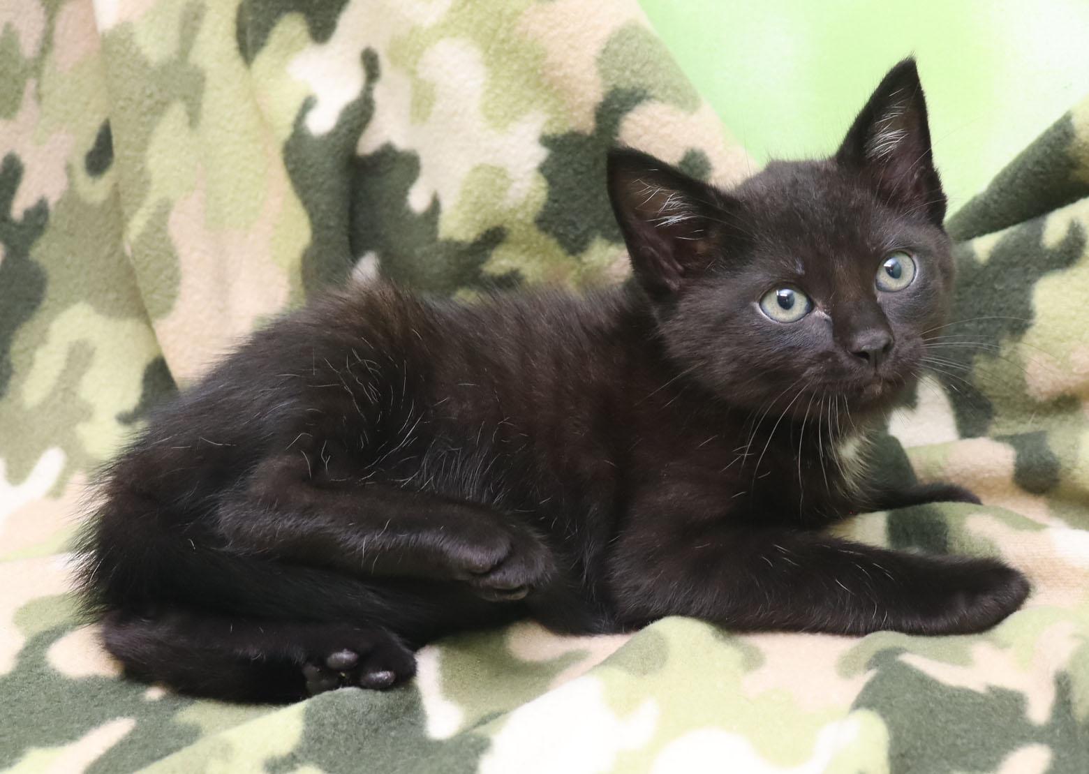 Enlarge Marlow, a ADOPTABLE Domestic Short Hair in Tierra Verde, FL image 2/3