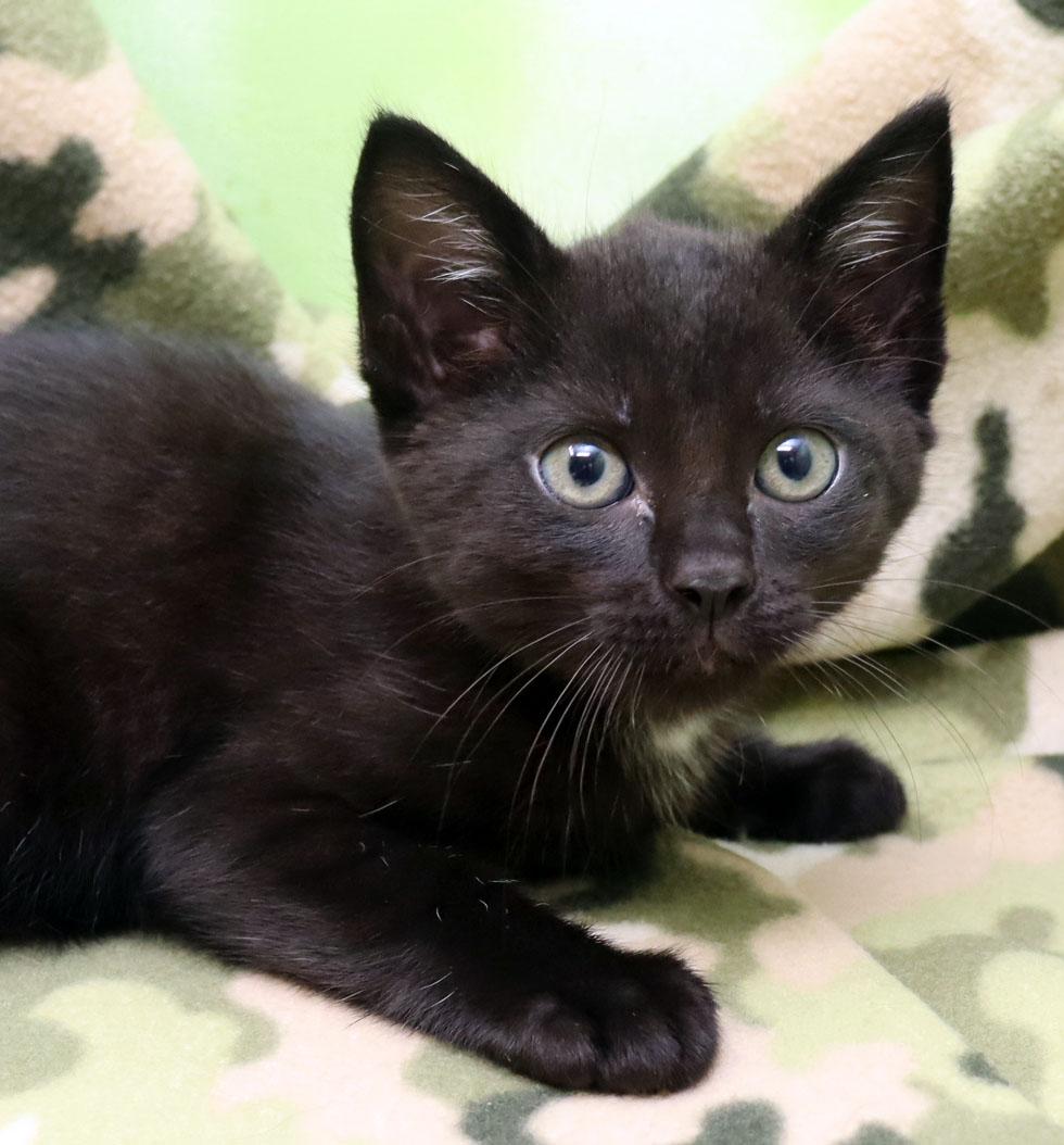 Enlarge Marlow, a ADOPTABLE Domestic Short Hair in Tierra Verde, FL image 1/3