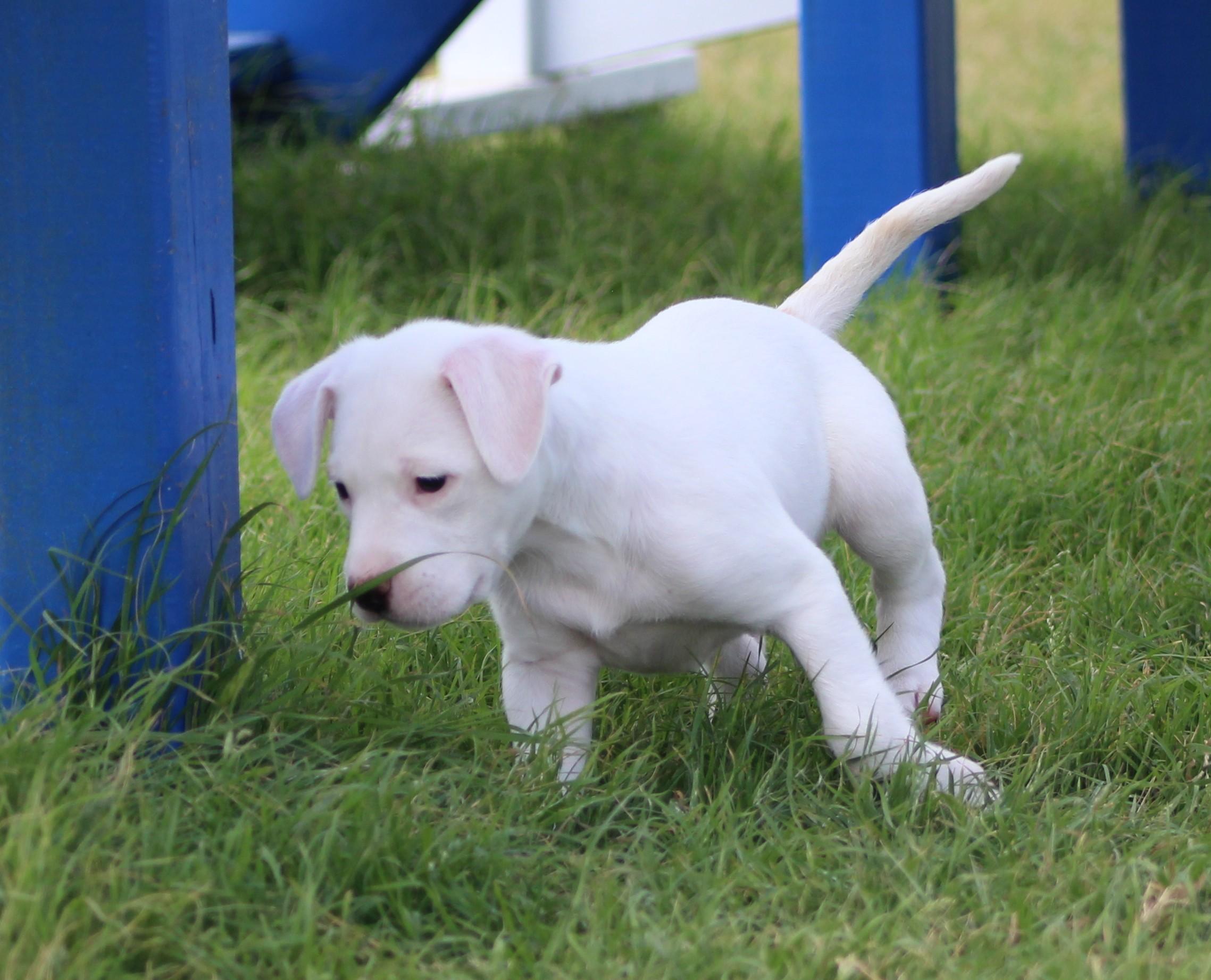 Enlarge Cream, a Adoptable mixed breed in Temple, TX image 2/6