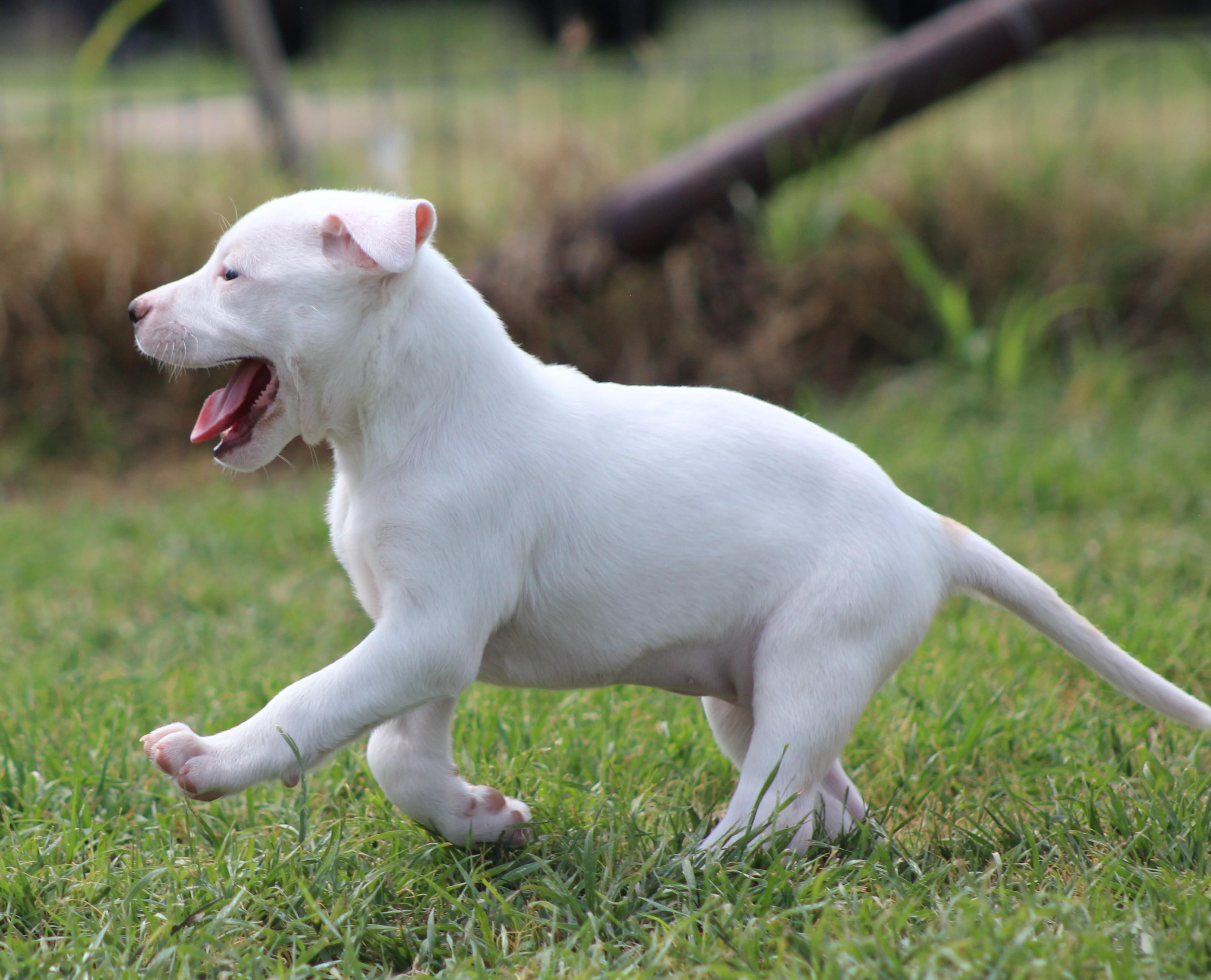 Enlarge Cream, a Adoptable mixed breed in Temple, TX image 6/6