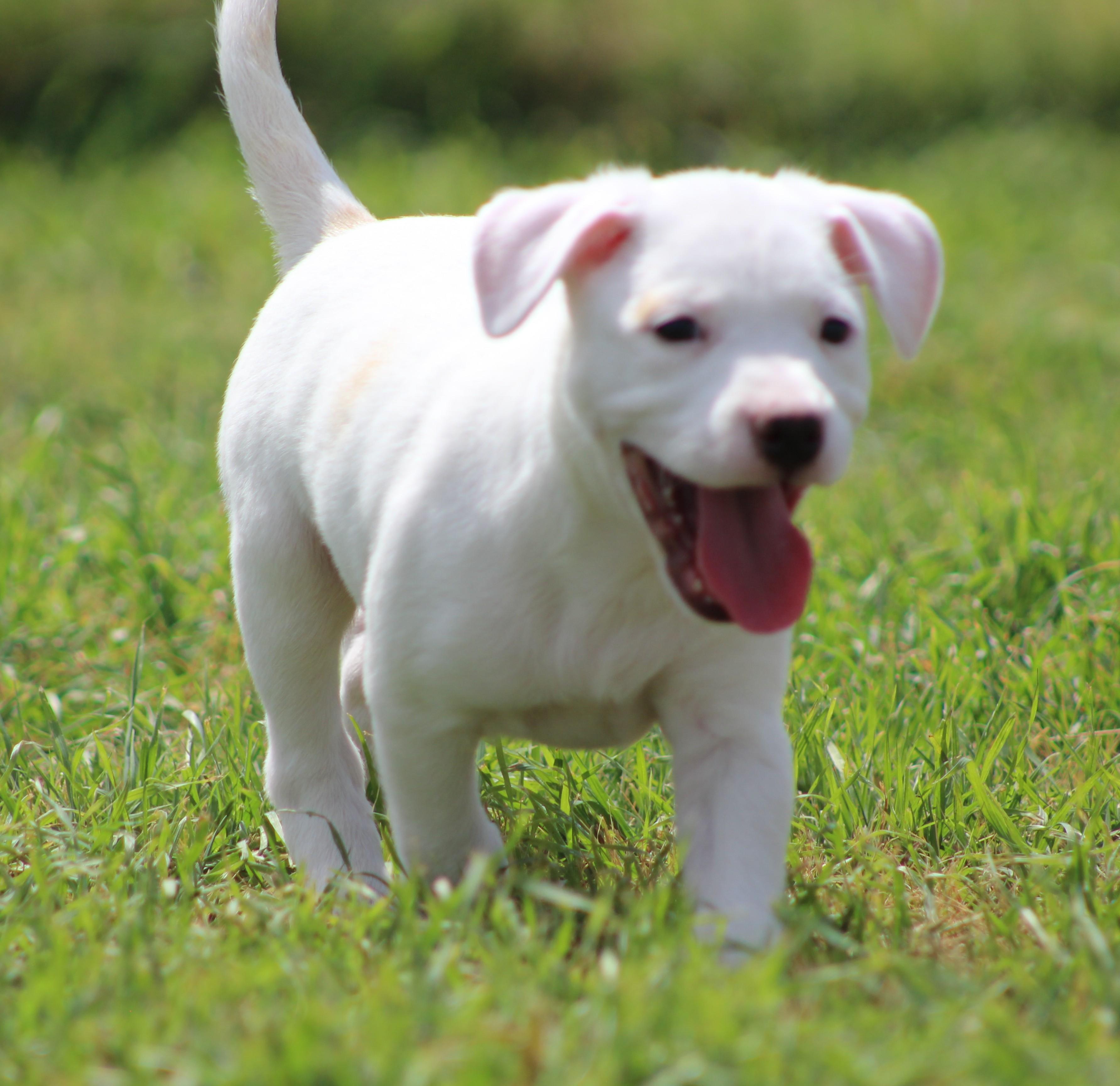 Cream, Adoptable, Puppy Female Pit Bull Terrier & Mixed Breed.