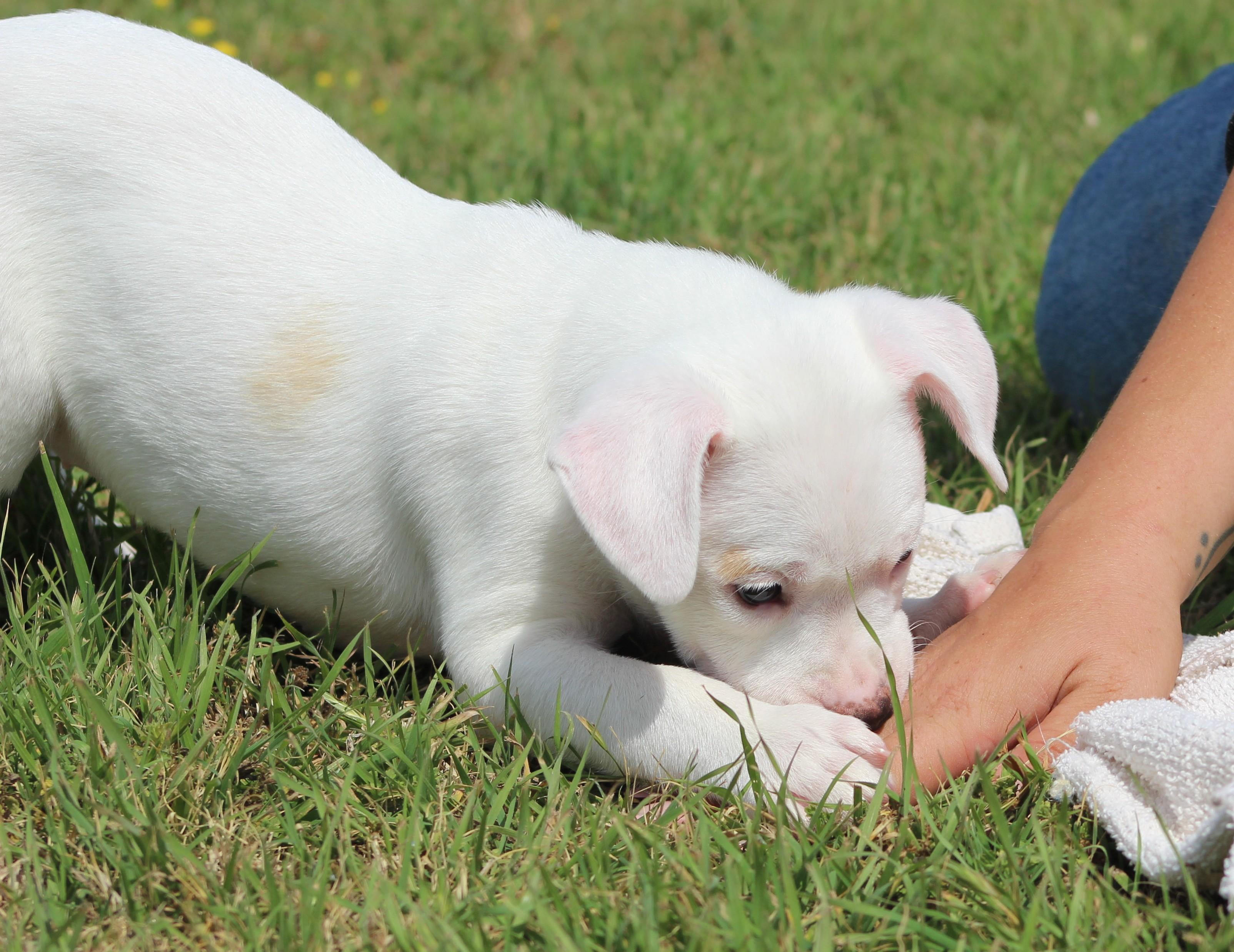 Enlarge Cream, a Adoptable mixed breed in Temple, TX image 3/6