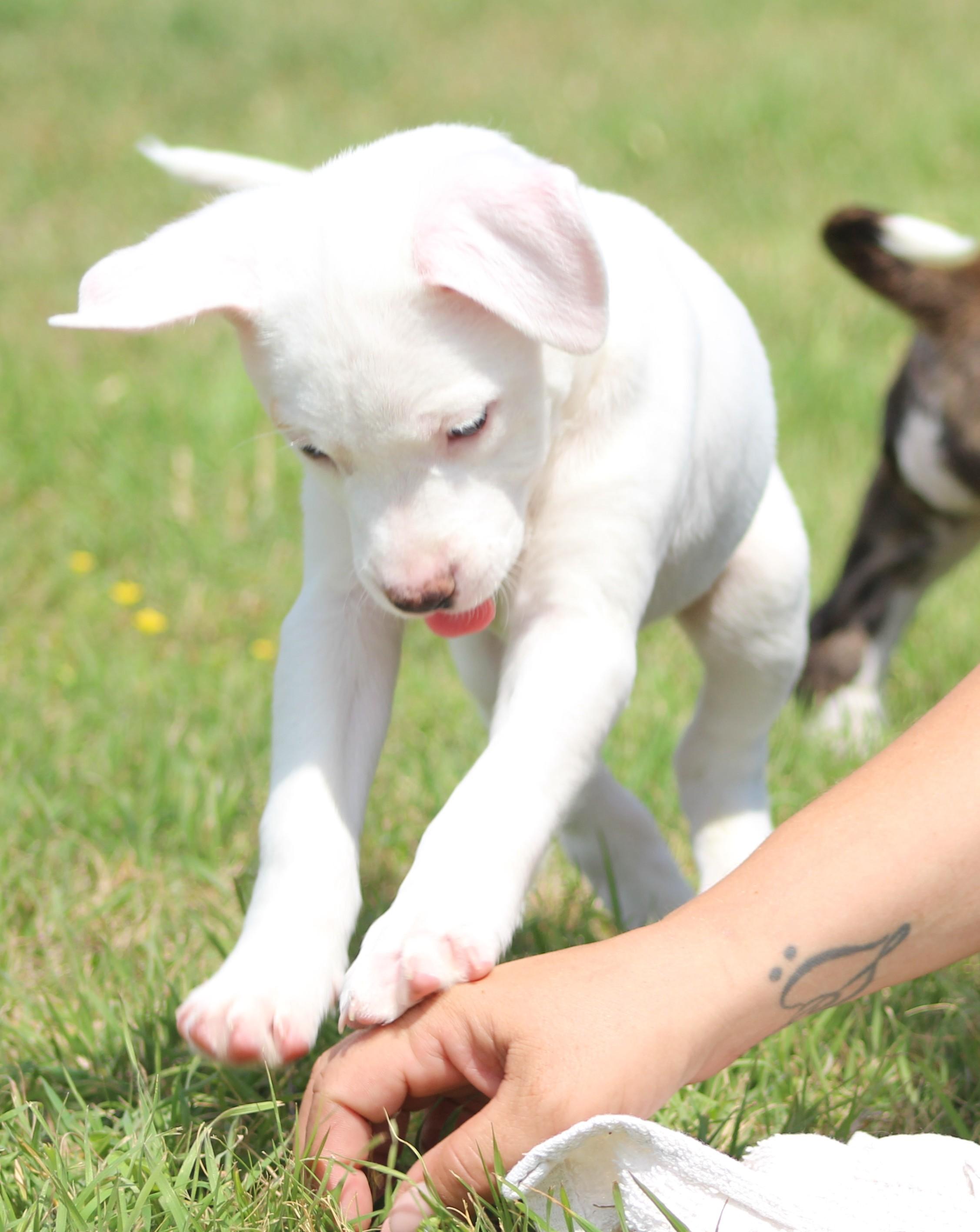 Enlarge Cream, a Adoptable mixed breed in Temple, TX image 5/6