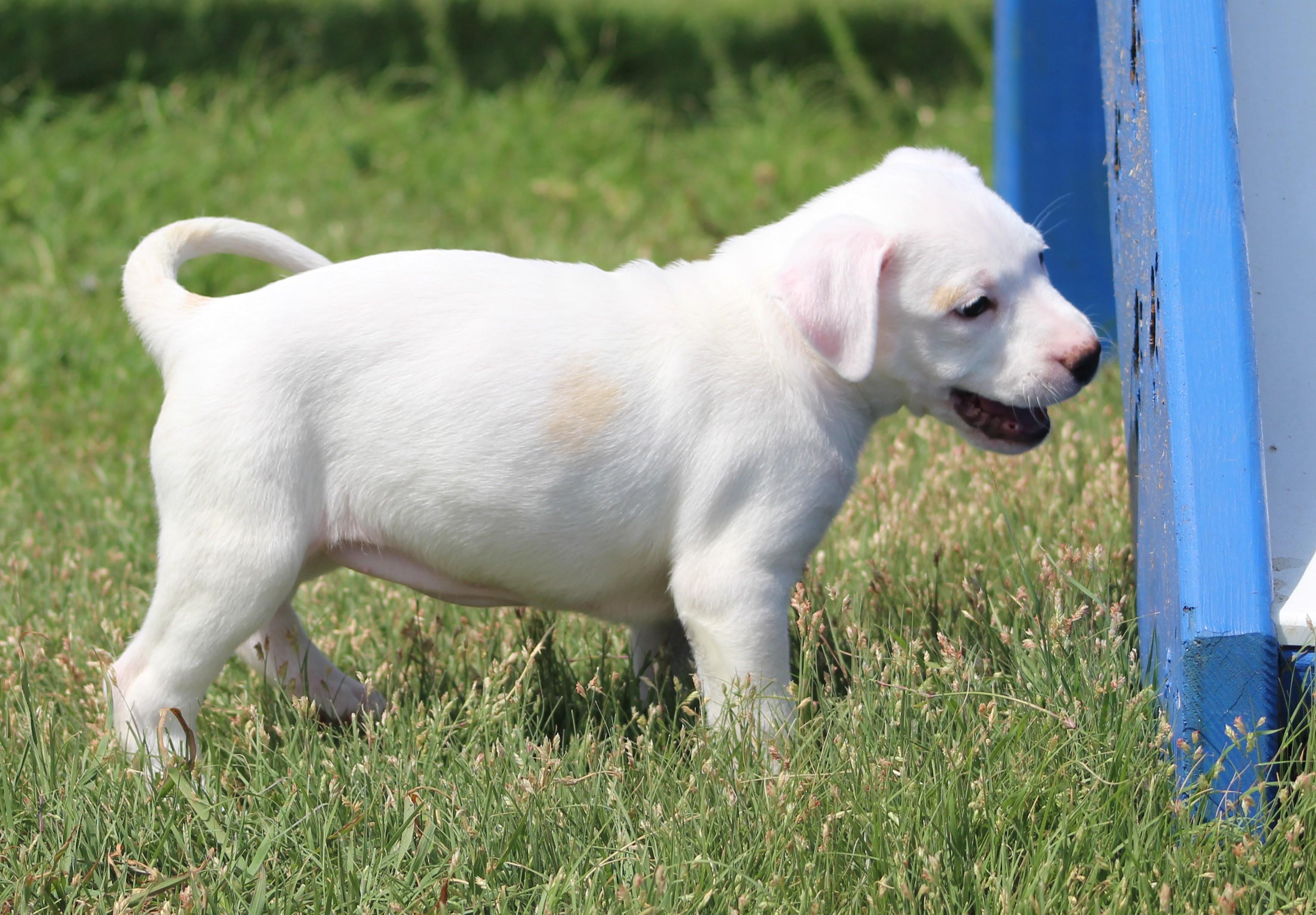 Enlarge Cream, a Adoptable mixed breed in Temple, TX image 4/6