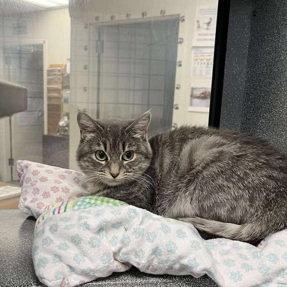 Parmesan, Adoptable, Young Female Domestic Short Hair.