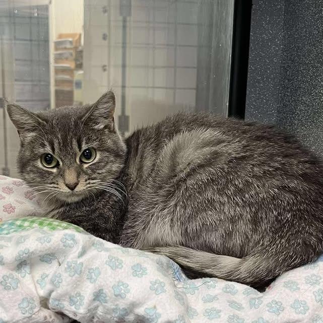 Enlarge Parmesan, a Adoptable Domestic Short Hair in Rexburg, ID image 2/3