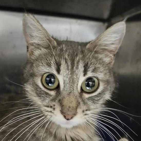 Enlarge Parmesan, a Adoptable Domestic Short Hair in Rexburg, ID image 3/3