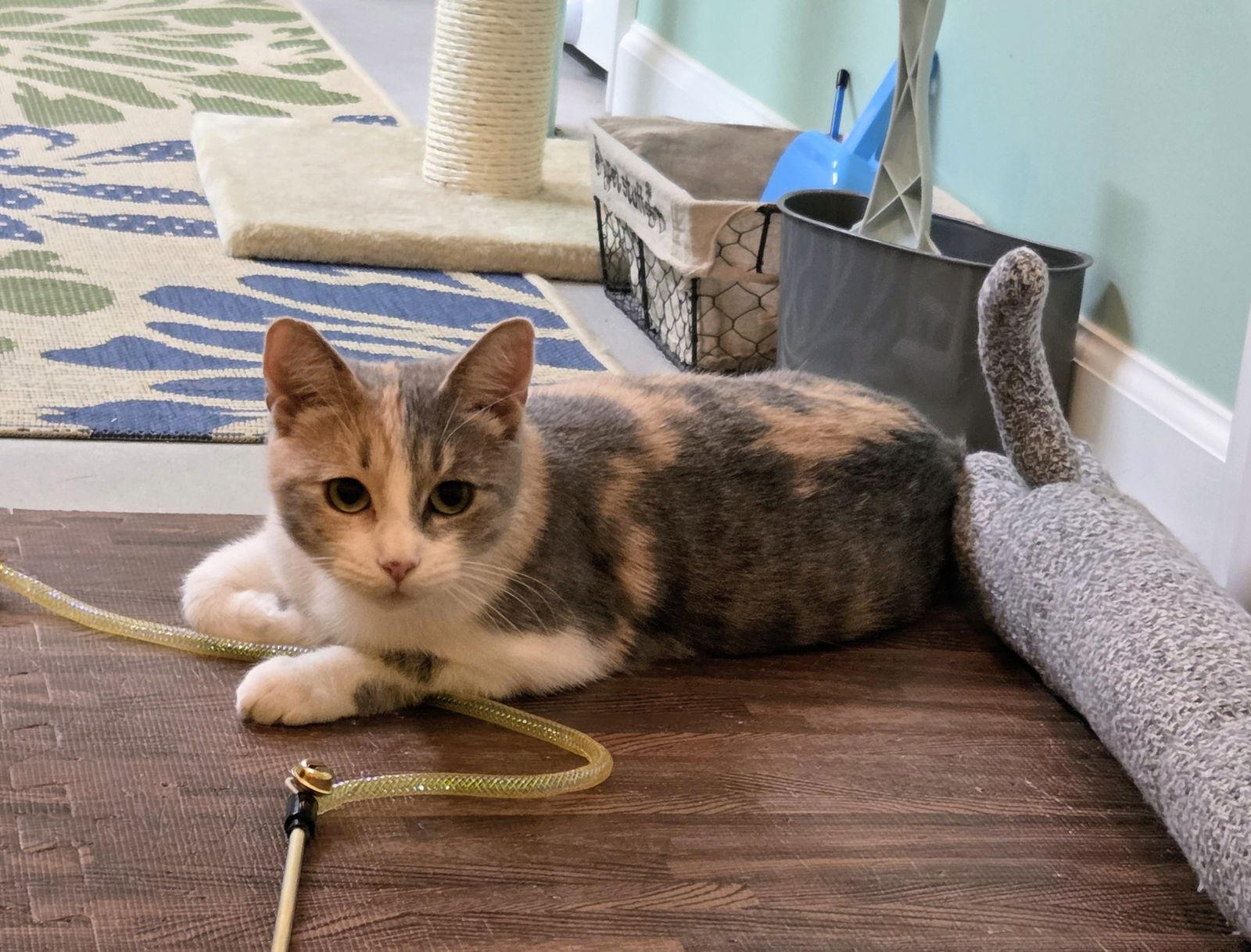 Rummy, a Adoptable mixed breed in Nazareth, PA image 1/3