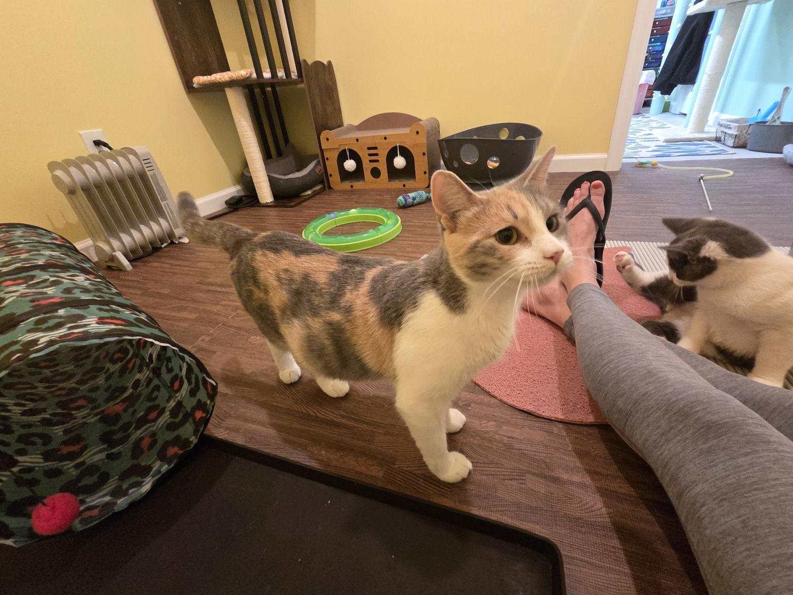 Rummy, a Adoptable mixed breed in Nazareth, PA image 2/3