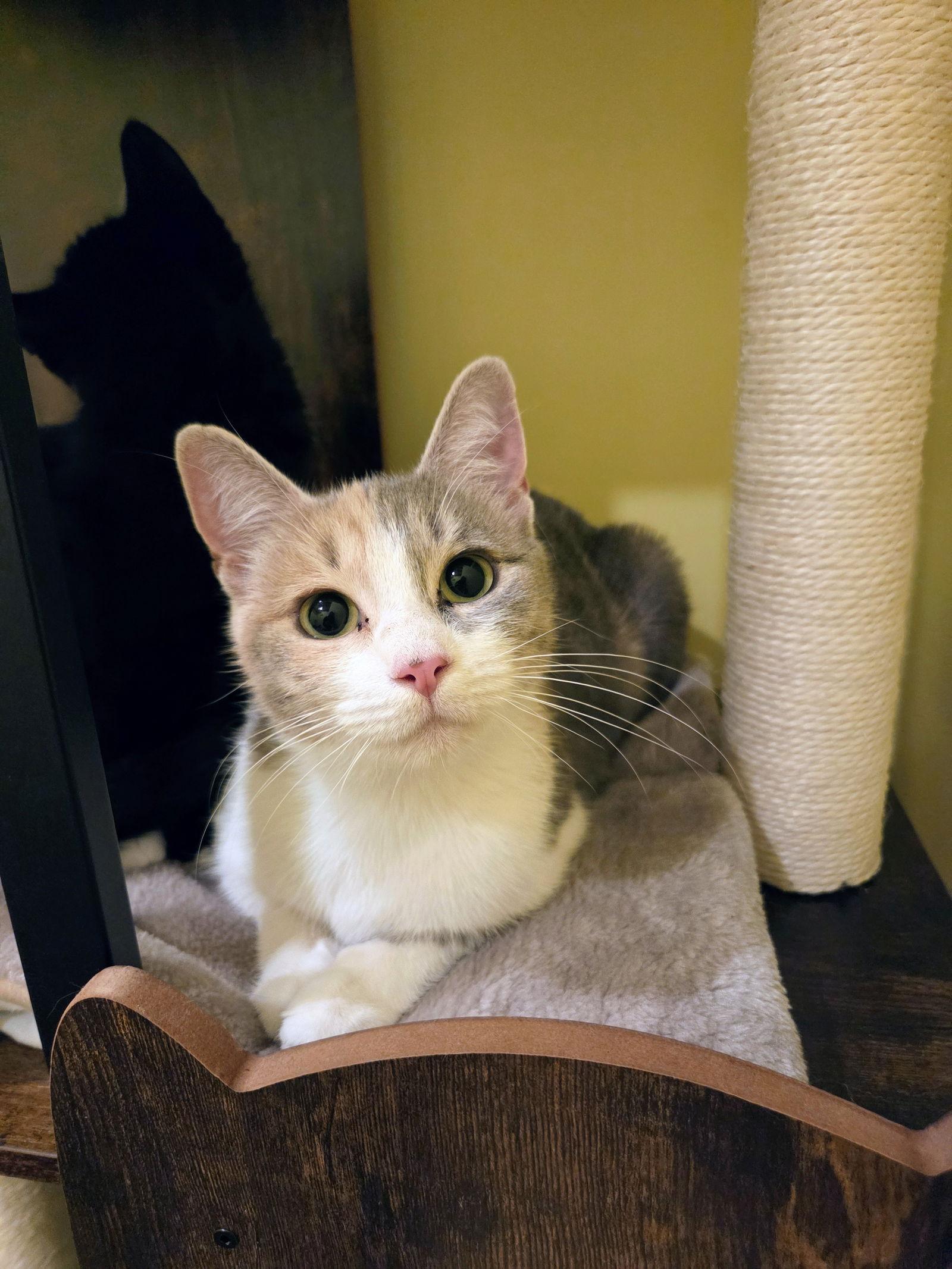 Rummy, a Adoptable mixed breed in Nazareth, PA image 3/3