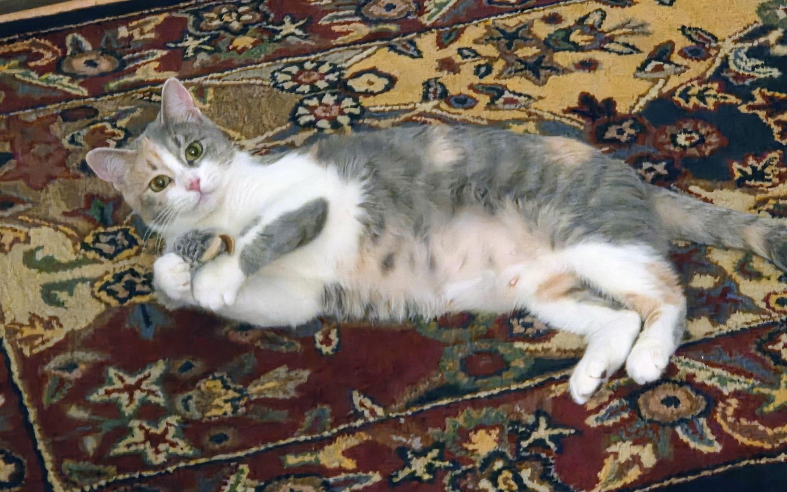 Paisley, Adoptable, Young Female Calico & Domestic Short Hair.