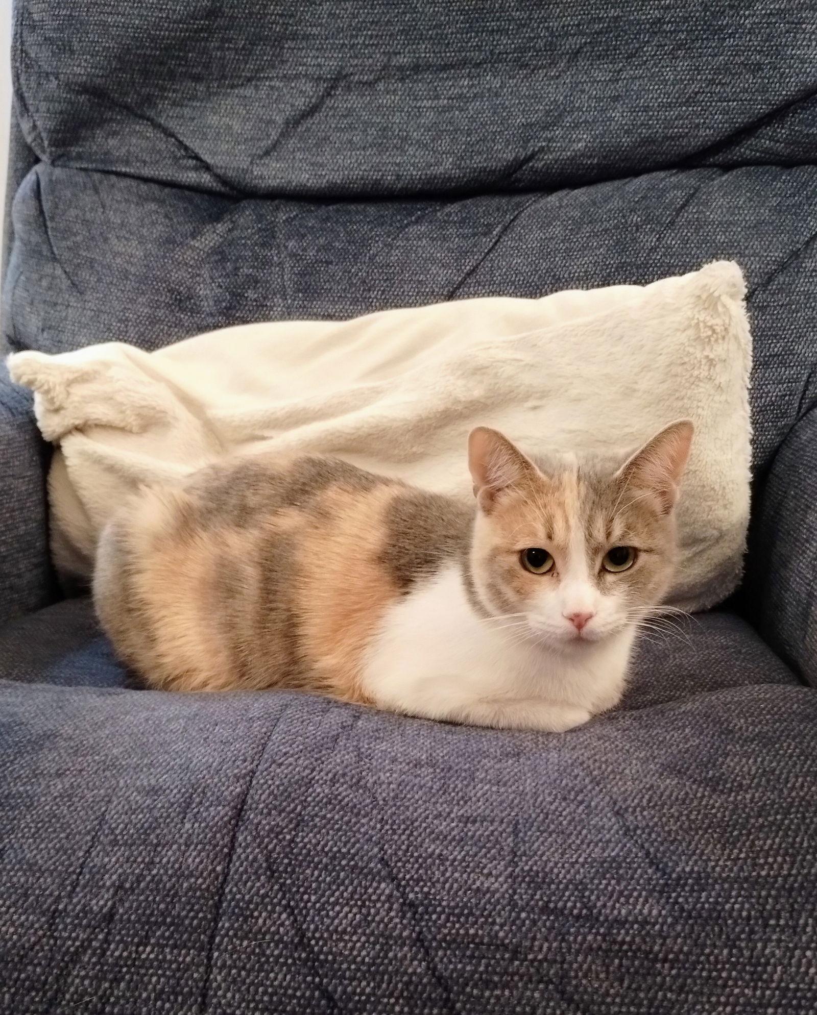 Rummy, Adoptable, Young Female Calico & Domestic Short Hair.