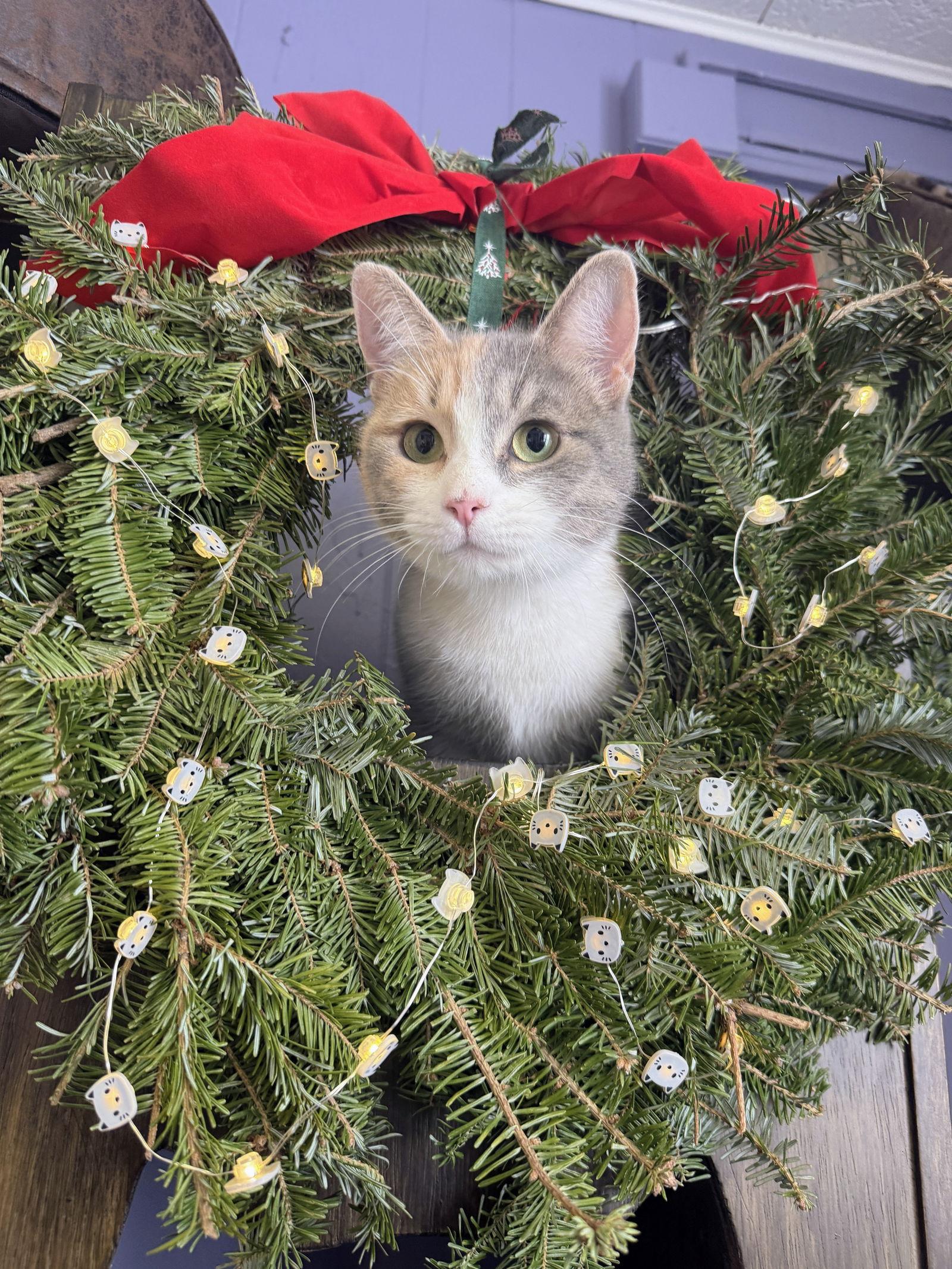 Enlarge Paisley, a Adoptable mixed breed in Nazareth, PA image 2/3