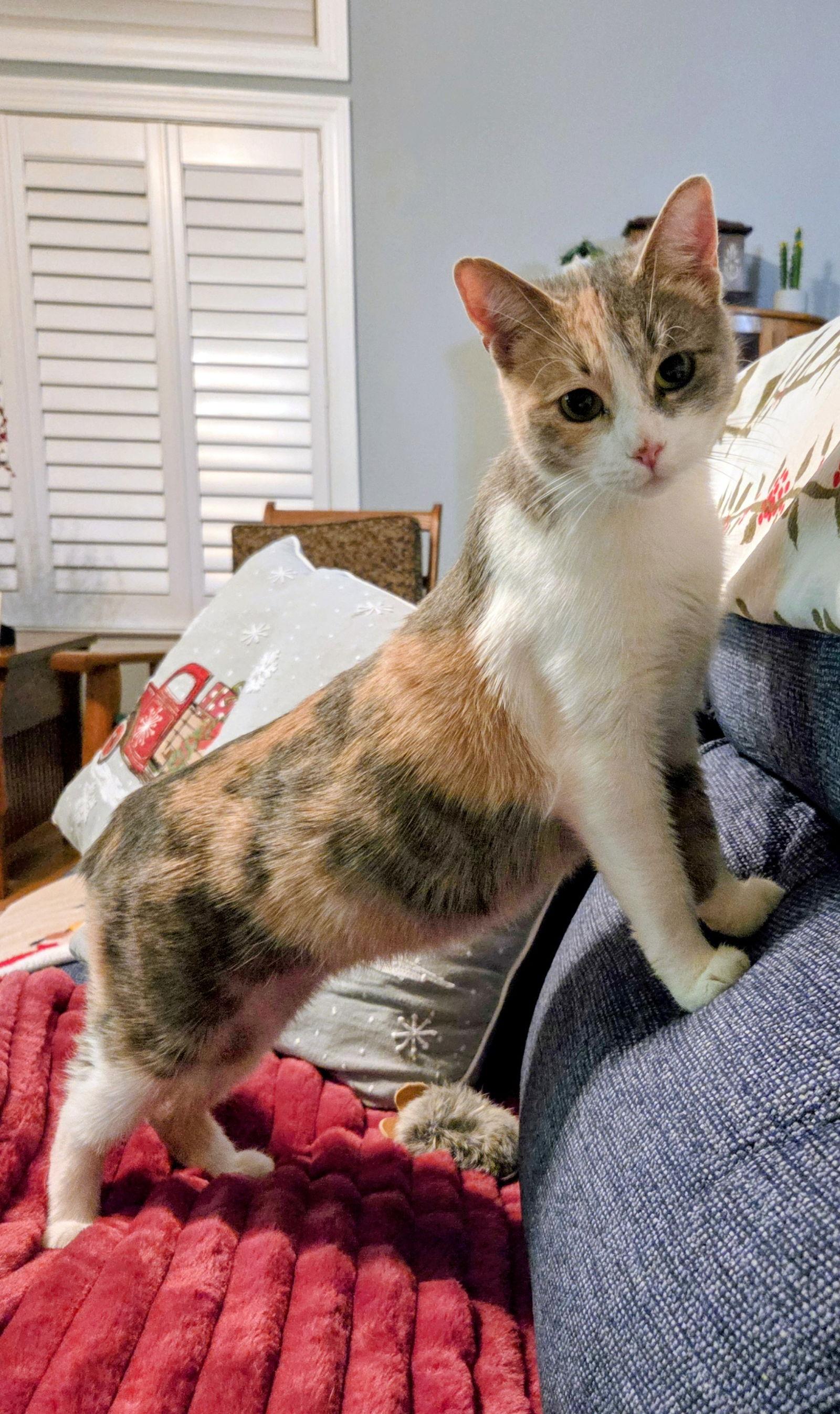 Enlarge Paisley, a Adoptable mixed breed in Nazareth, PA image 3/3