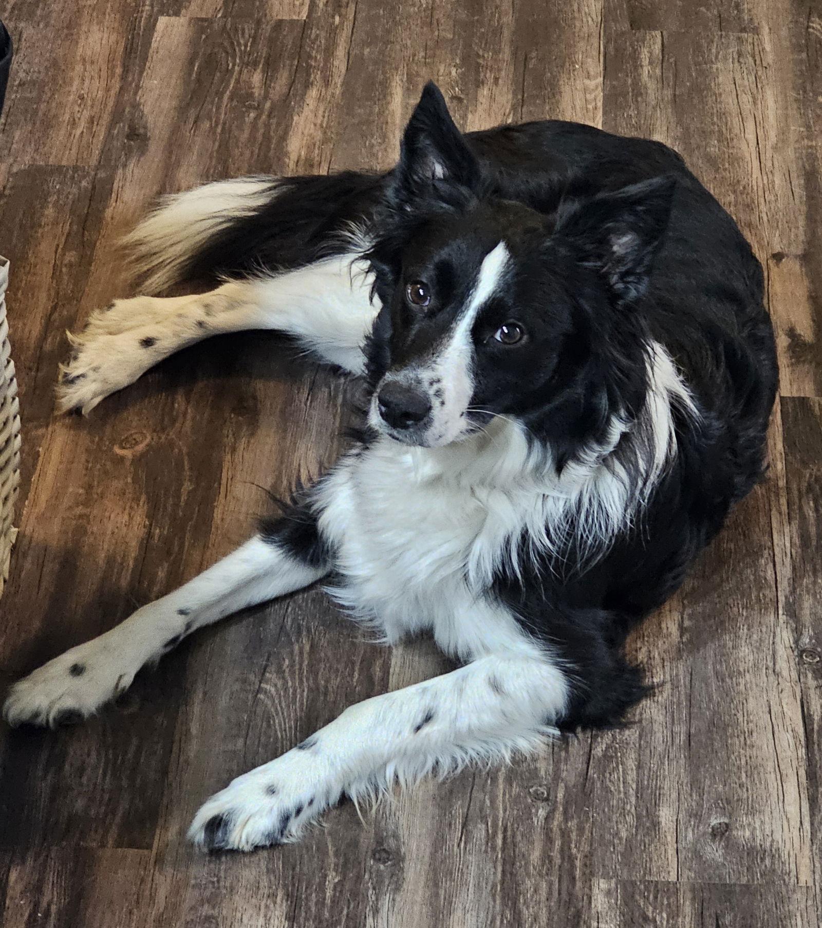 Bonita, Adoptable, Young Female Border Collie.