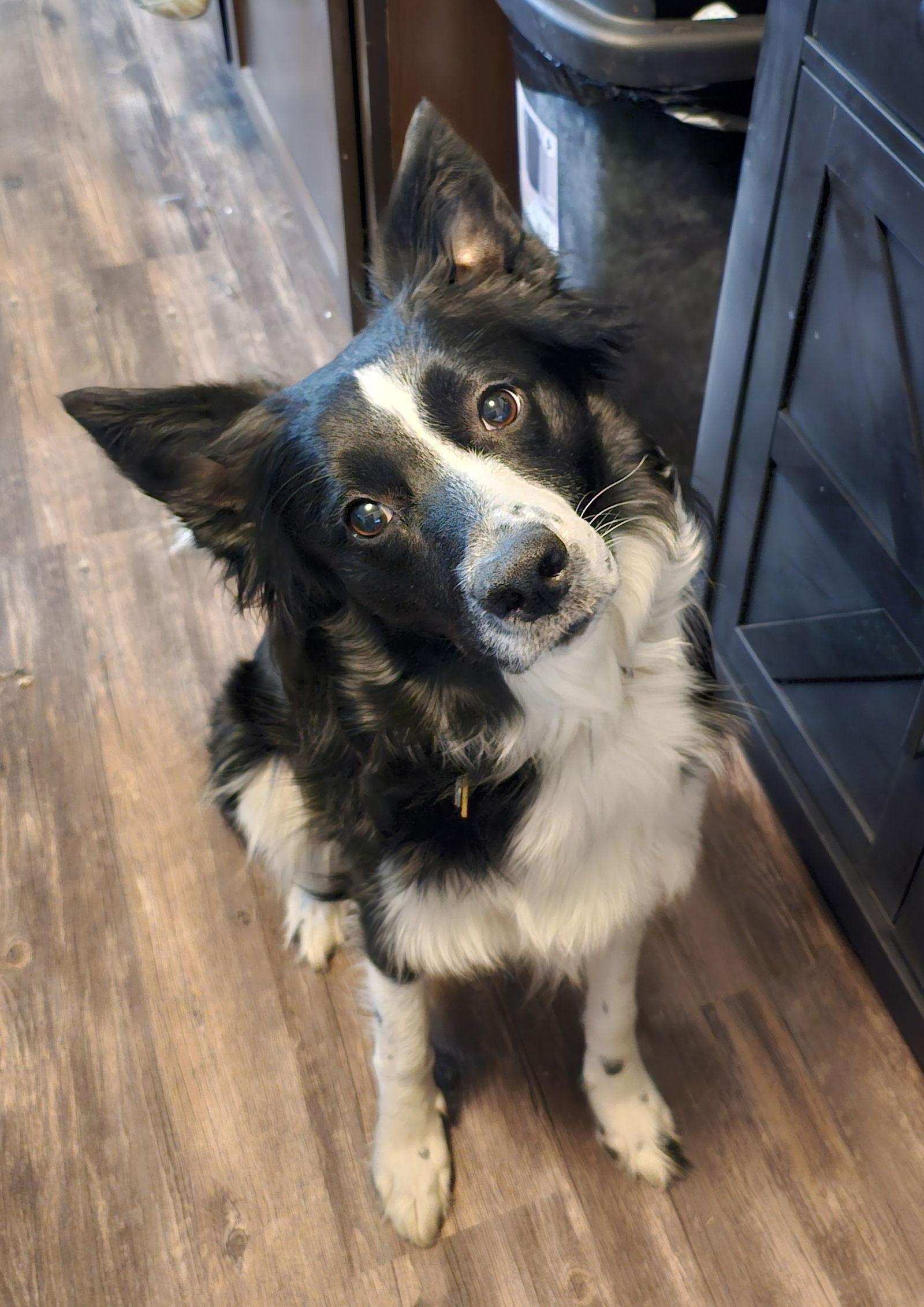 Enlarge Bonita COURTESY, a Adoptable Border Collie in Fort Thomas, KY image 2/2