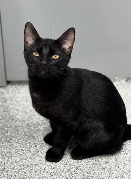 Enlarge Bocephus, a Adoptable mixed breed in Tinley Park, IL image 1/1