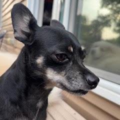 Achilles D69628, Adoptable, Adult Male Chihuahua & Mixed Breed.
