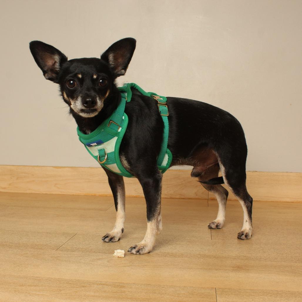Enlarge Achilles D69628, a Adoptable mixed breed in Minnetonka, MN image 2/6