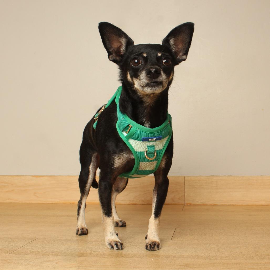 Enlarge Achilles D69628, a Adoptable mixed breed in Minnetonka, MN image 3/6