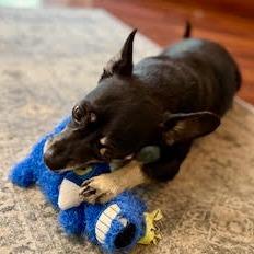 Enlarge Achilles D69628, a Adoptable mixed breed in Minnetonka, MN image 5/6