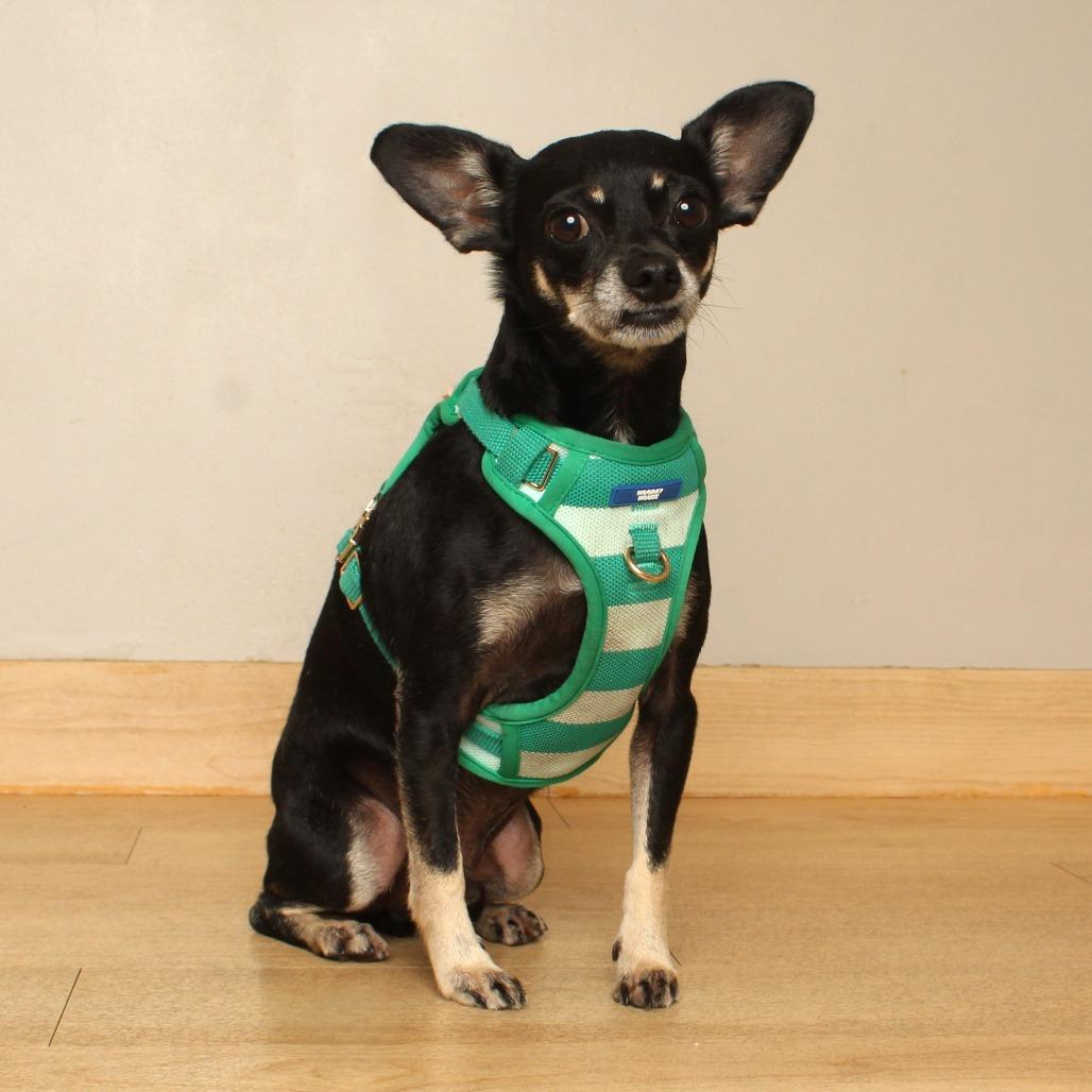 Enlarge Achilles D69628, a Adoptable mixed breed in Minnetonka, MN image 6/6