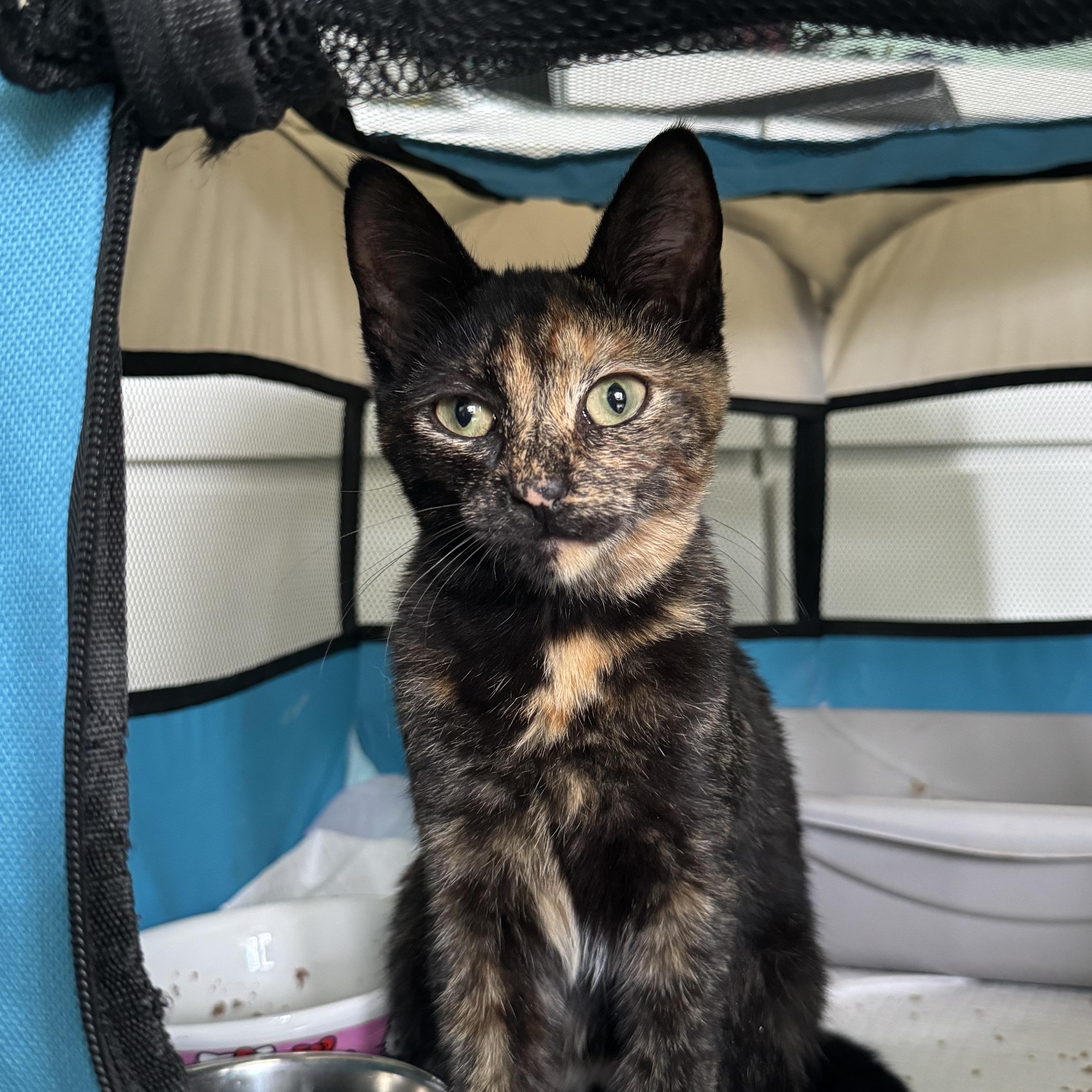 Cat for adoption Hoot Hoot, a Domestic Short Hair in Long Island City