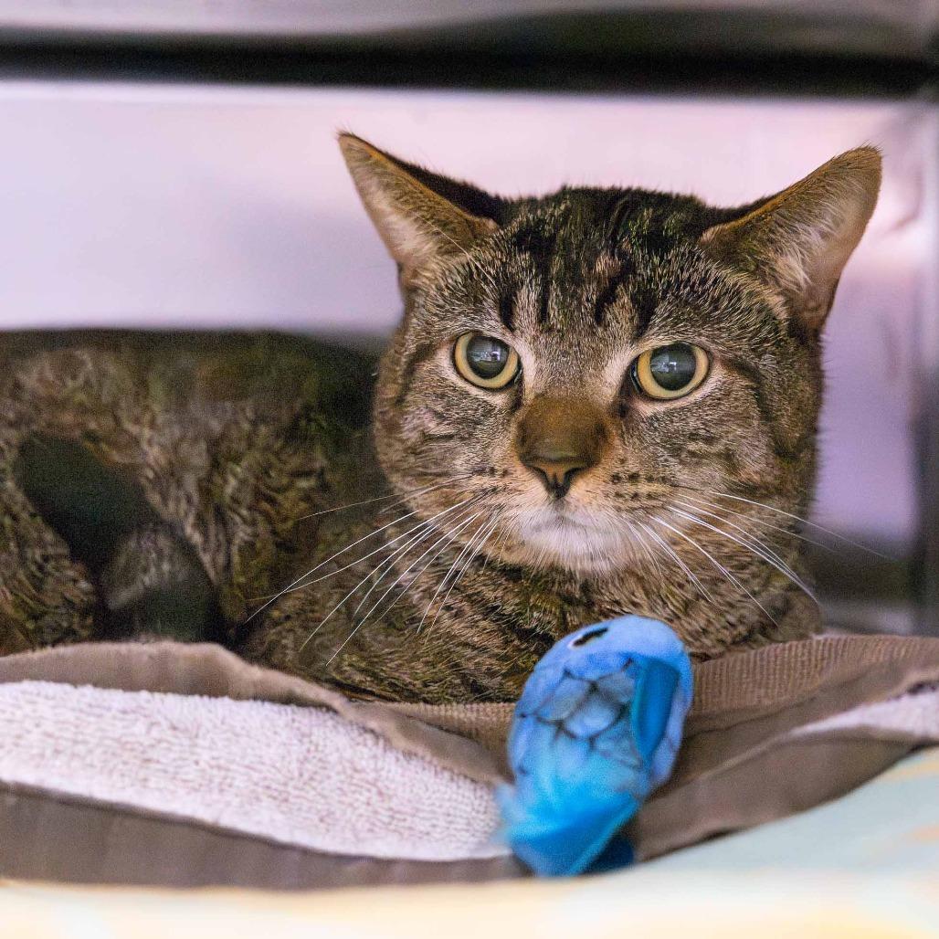 Choir Practice, Adoptable, Adult Male Domestic Short Hair.