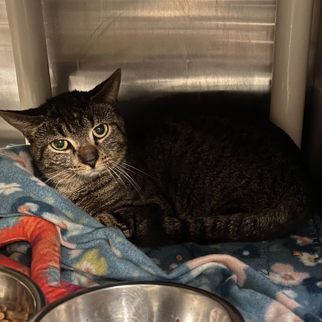 Choir Practice, a Adoptable Domestic Short Hair in Mentor, OH image 2/2