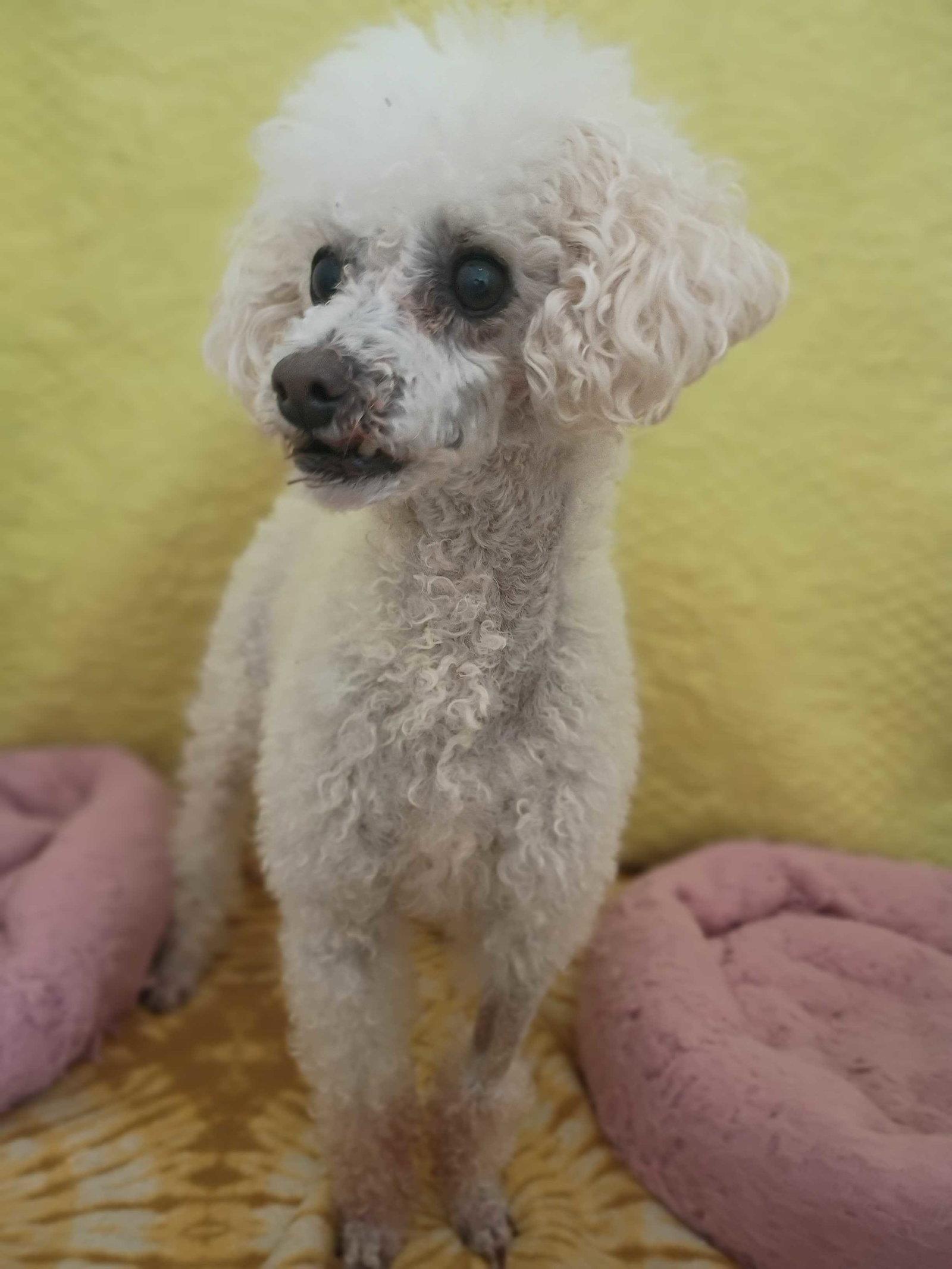 Peanut May 26 Bonded to Sadie May 26, Adoptable, Adult Female Poodle.