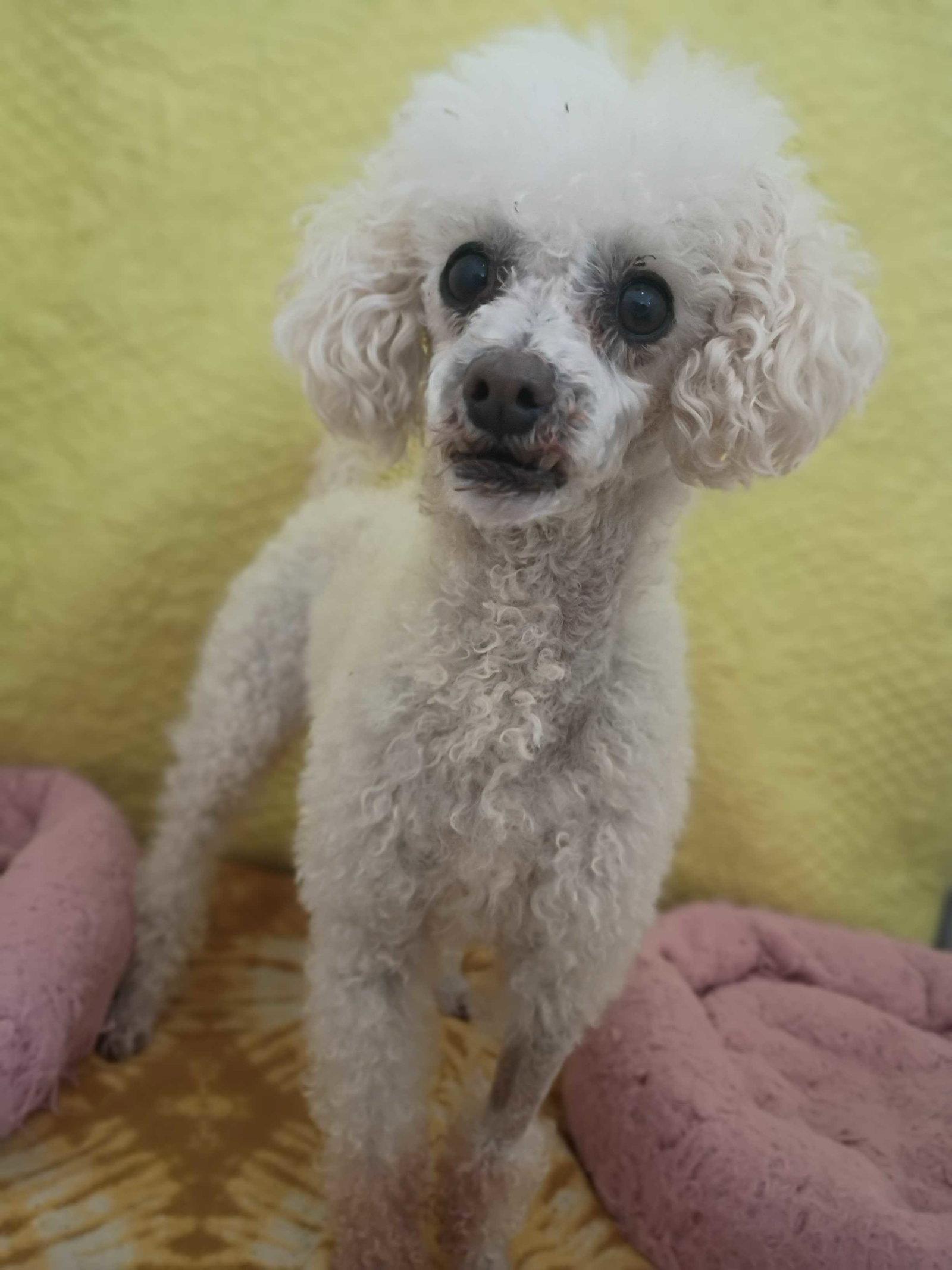 Enlarge Peanut May 26 Bonded to Sadie May 26, a Adoptable Poodle in Pacolet, SC image 2/3