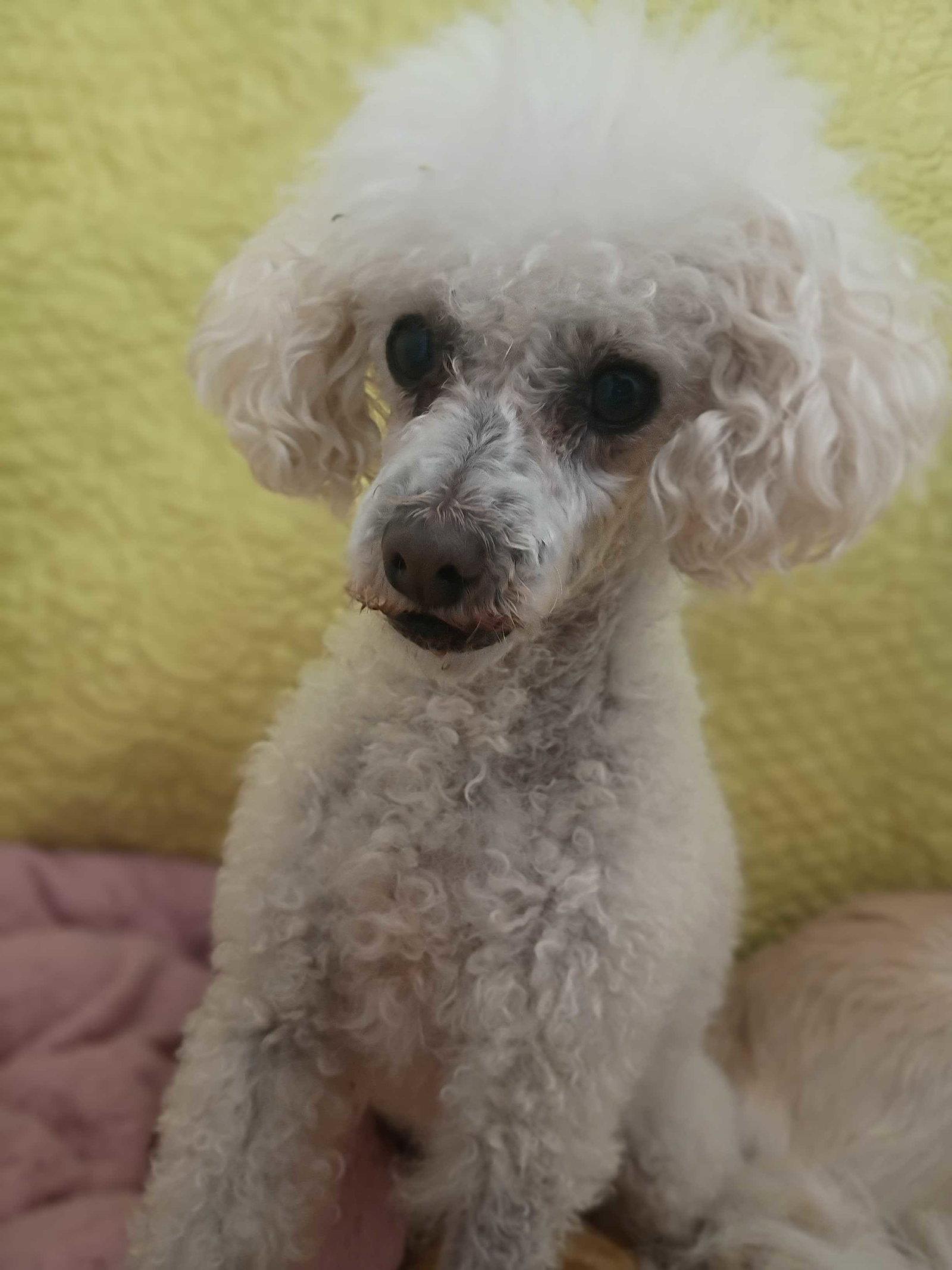 Enlarge Peanut May 26 Bonded to Sadie May 26, a Adoptable Poodle in Pacolet, SC image 3/3