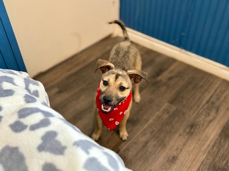 Cash Prize The Jackpot of Joy — thumbnail 2