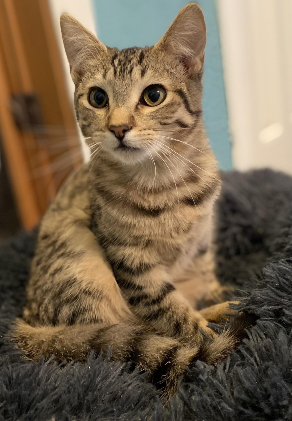 Raven, Adoptable, Young Male Tabby.