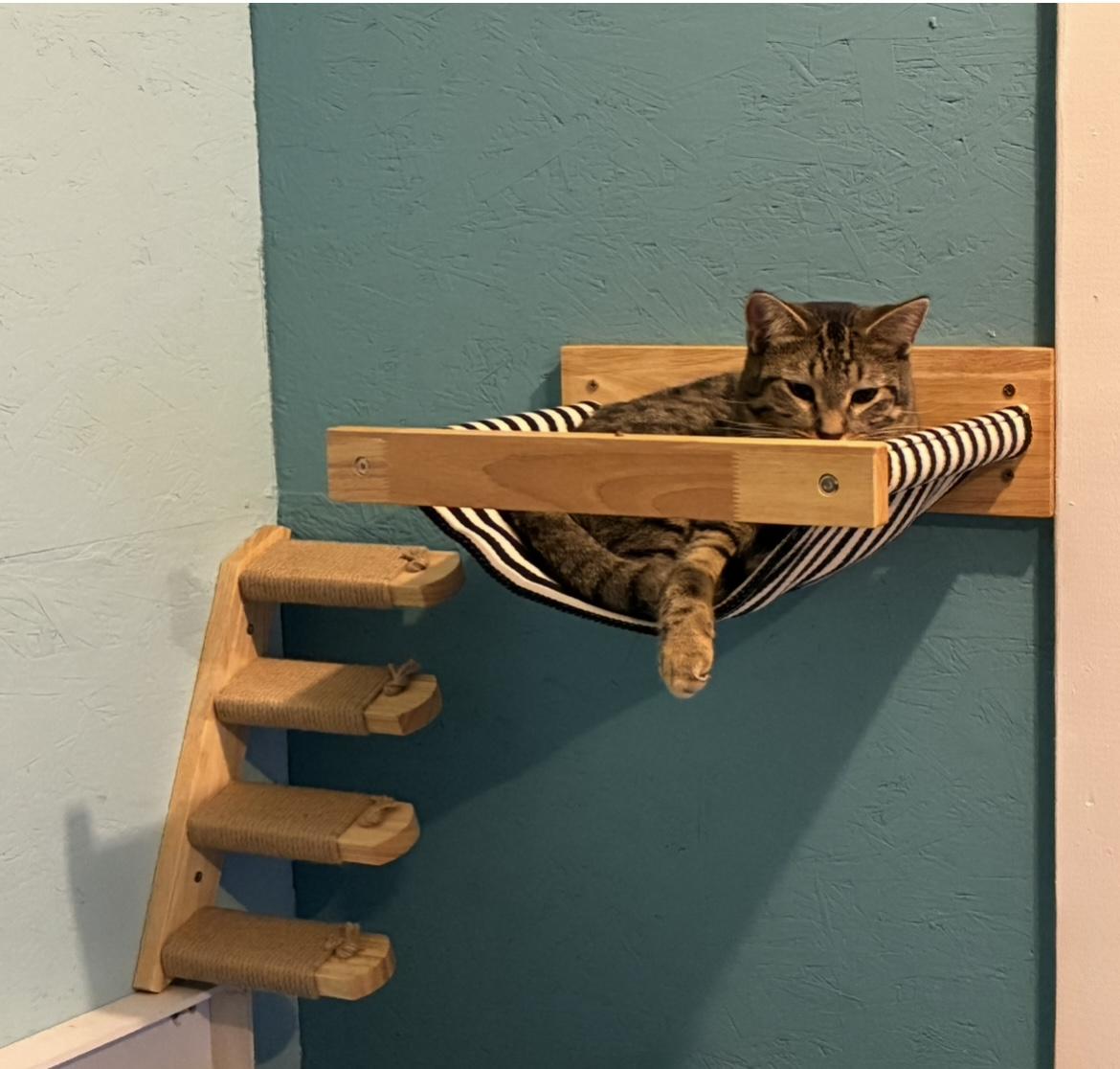 Enlarge Raven, a Adoptable Tabby in Hatley, WI image 2/3