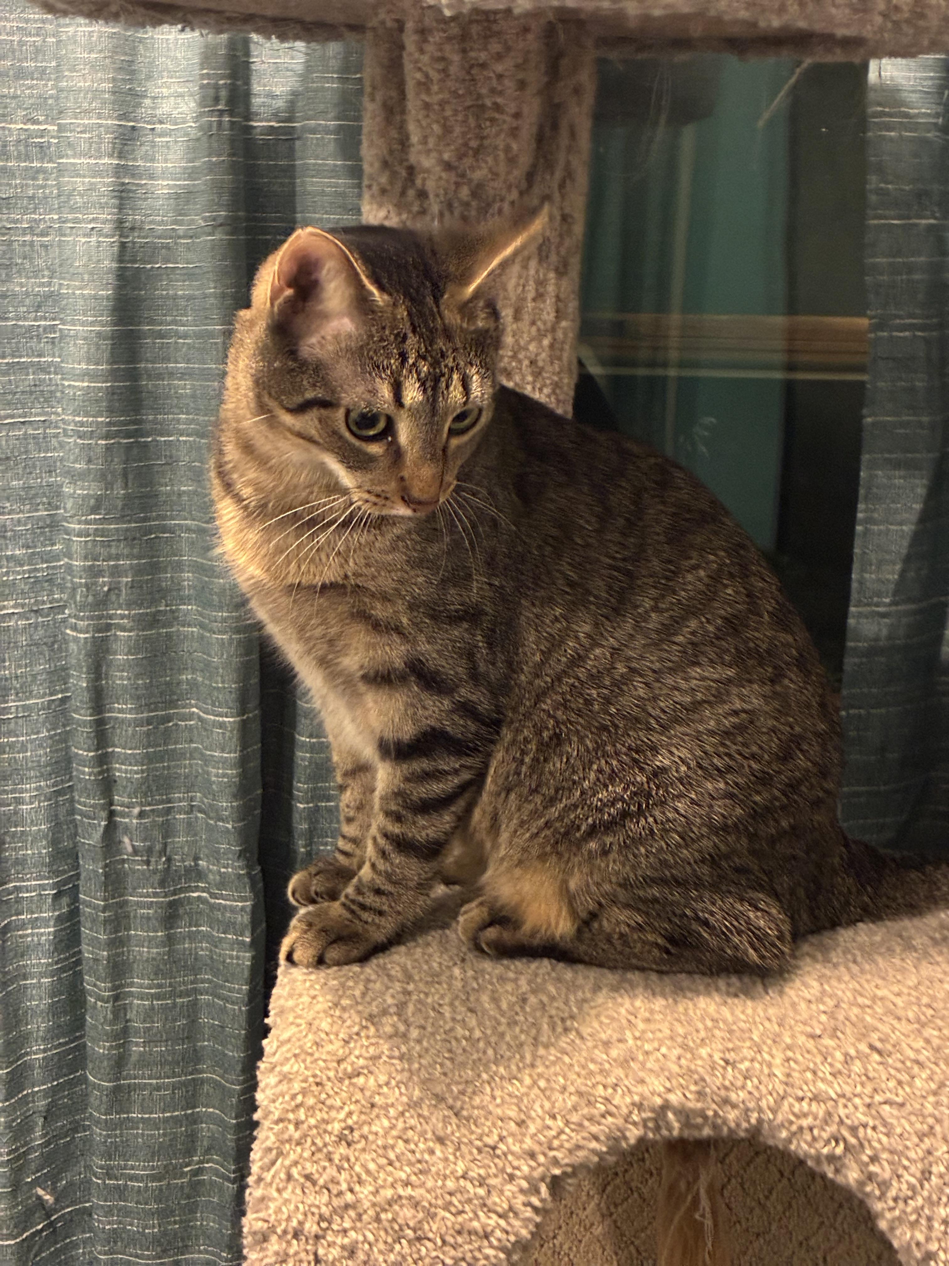 Enlarge Raven, a Adoptable Tabby in Hatley, WI image 3/3