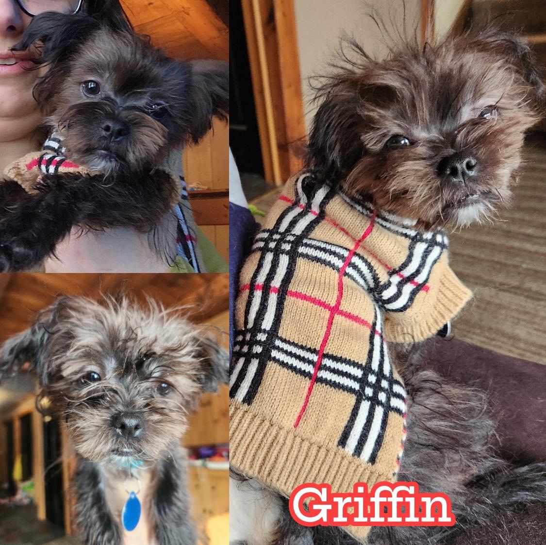 Griffin, Adoptable, Puppy Male Yorkshire Terrier & Maltese.
