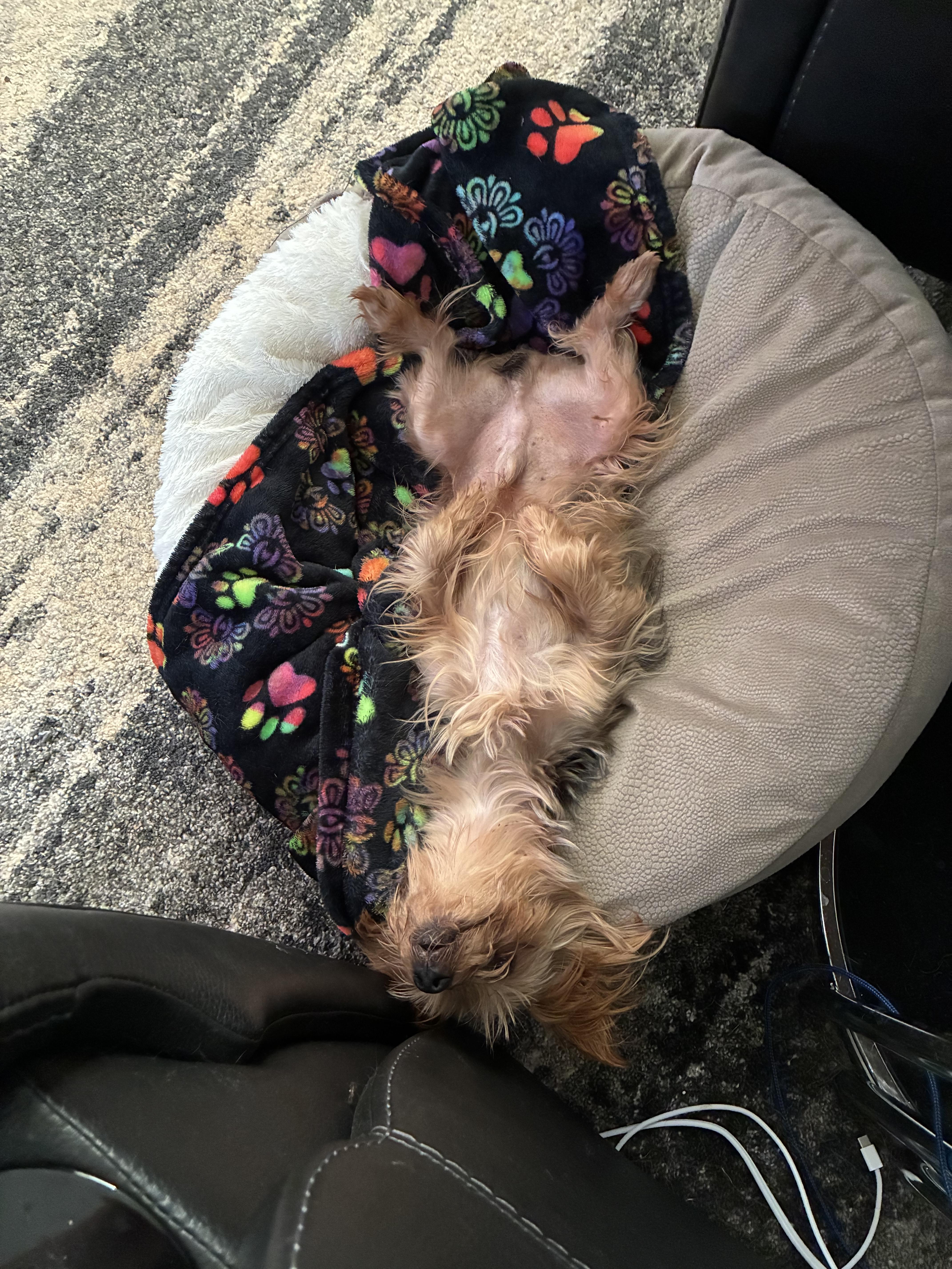 Thor, Adoptable, Adult Male Yorkshire Terrier.