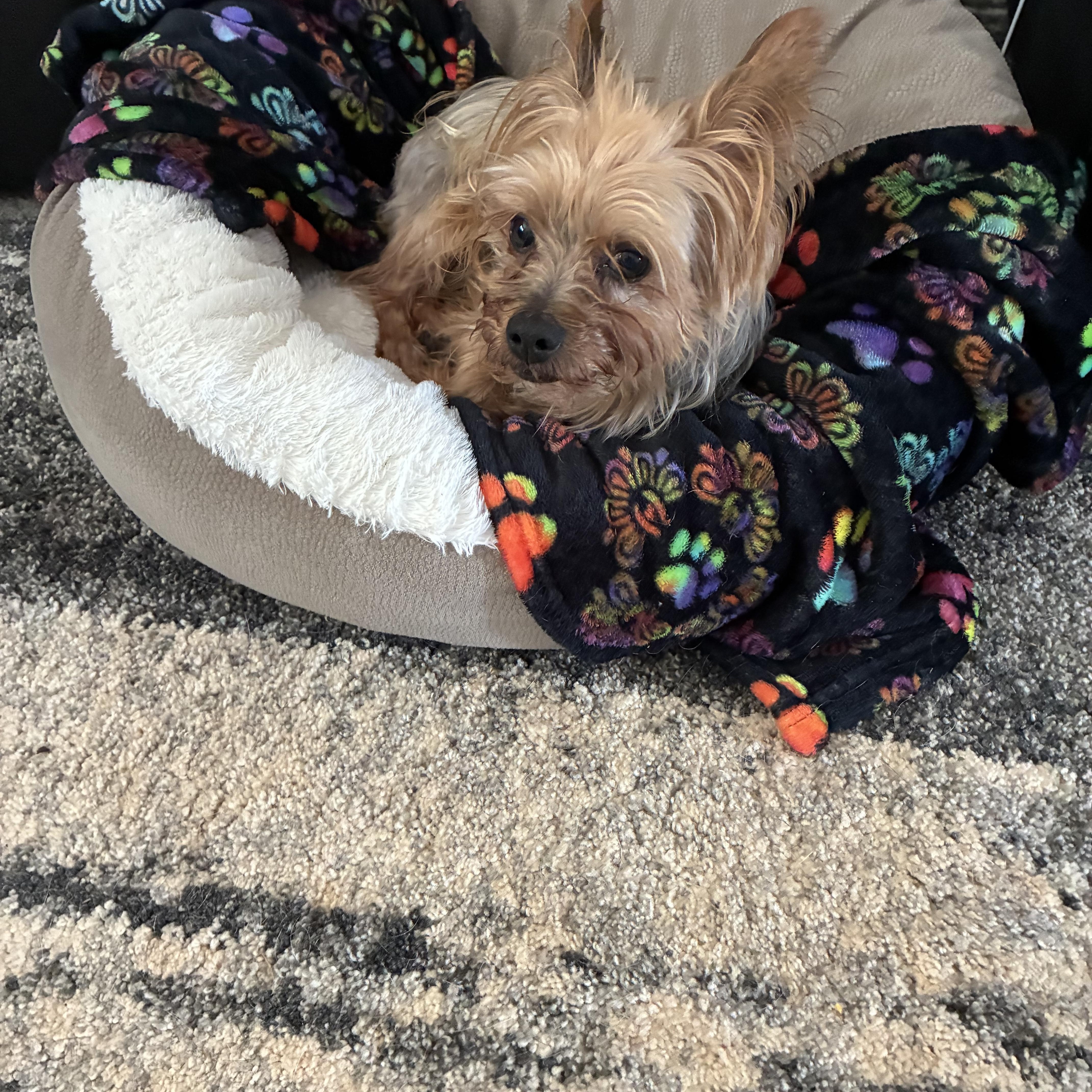 Thor, a Adoptable Yorkshire Terrier in Woodruff, SC image 2/5