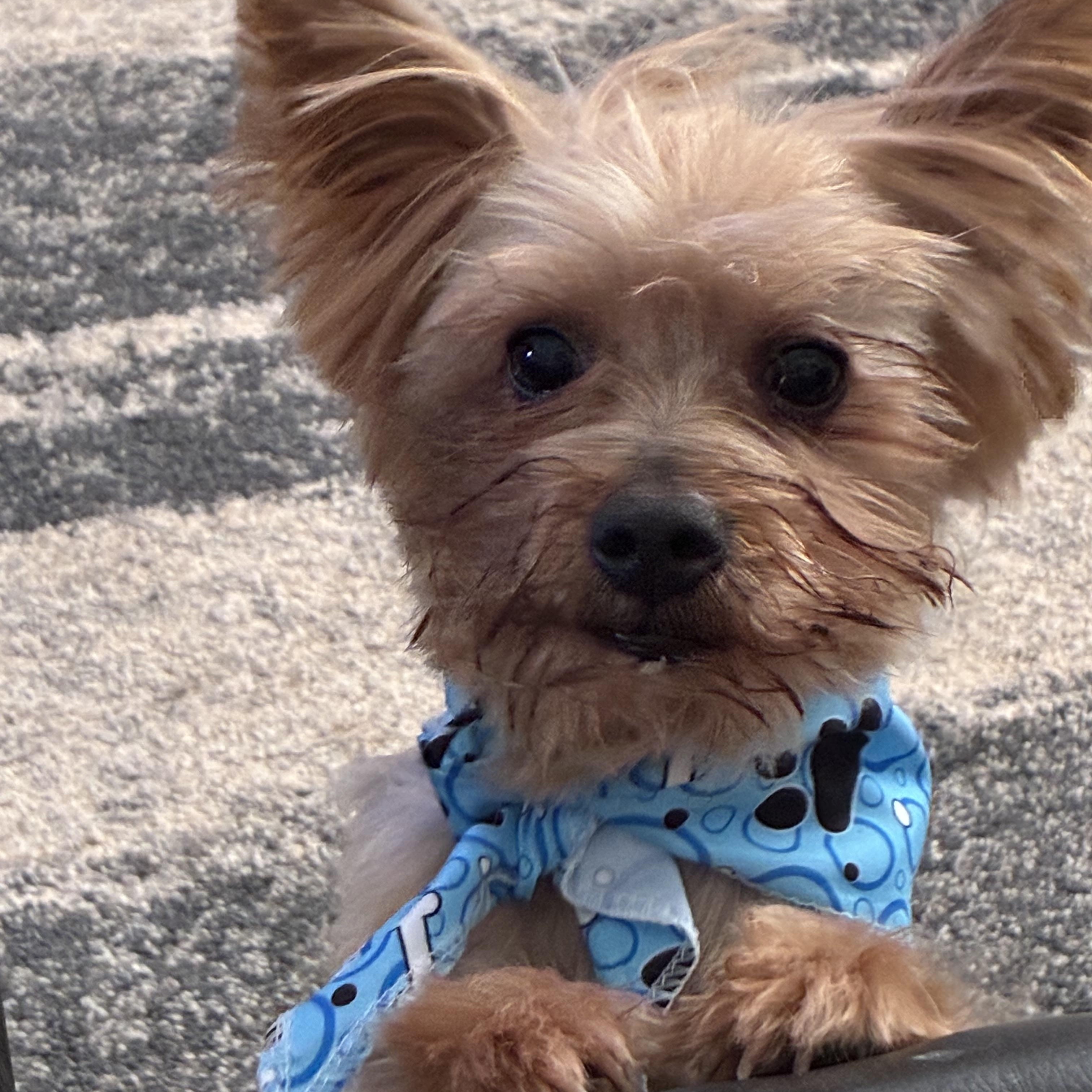 Thor, a Adoptable Yorkshire Terrier in Woodruff, SC image 3/5