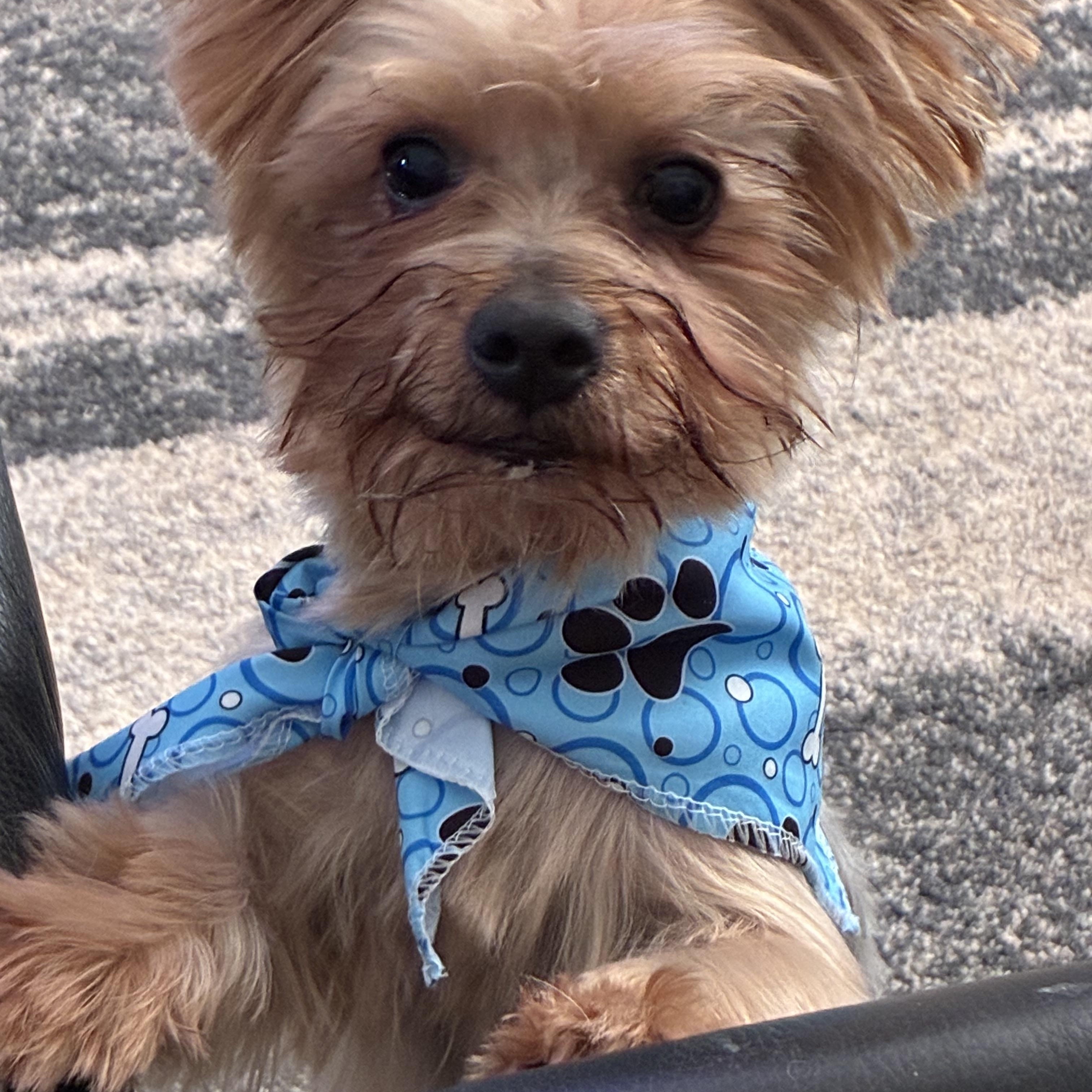 Thor, a Adoptable Yorkshire Terrier in Woodruff, SC image 4/5