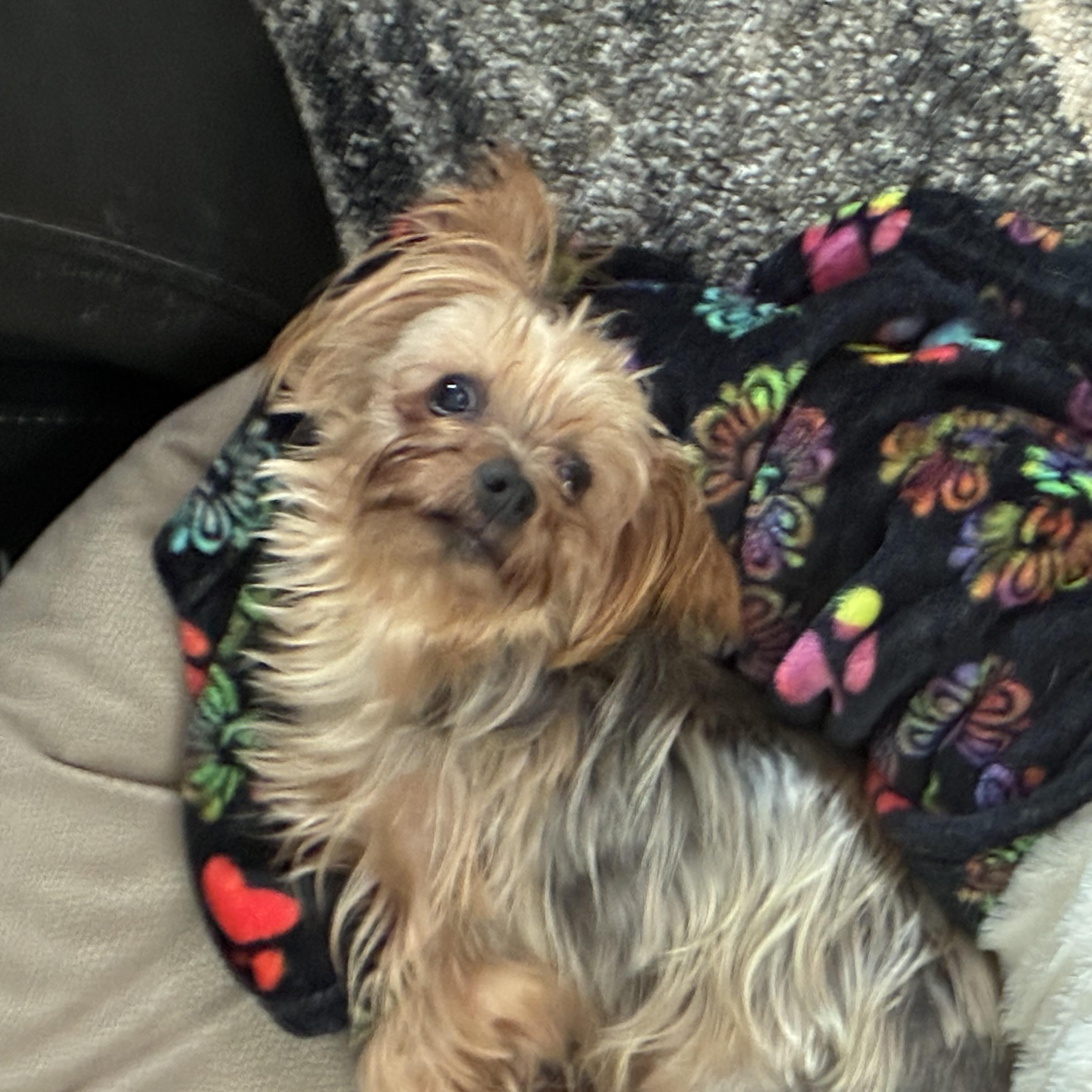 Thor, a Adoptable Yorkshire Terrier in Woodruff, SC image 5/5