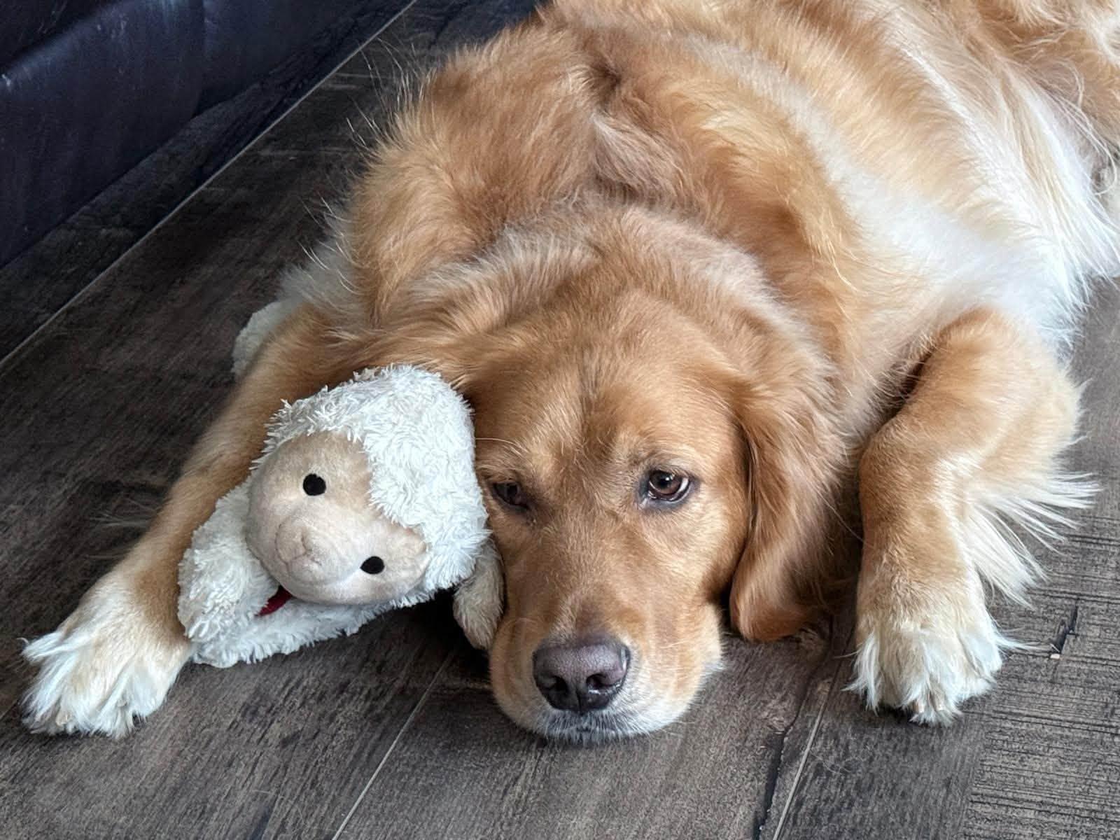 Enlarge Simba, a Adopted Golden Retriever in Silvana, WA image 5/6