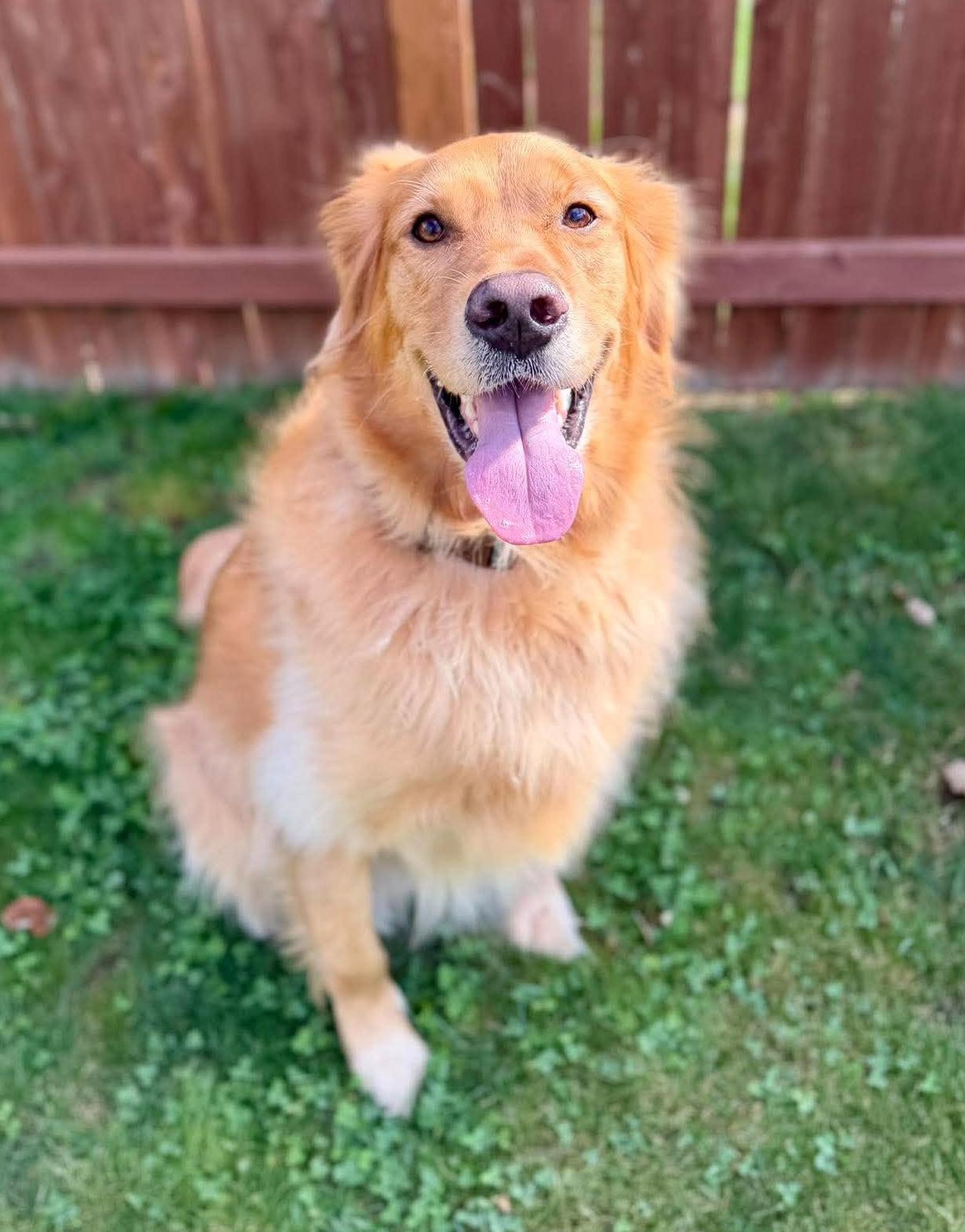 Enlarge Simba, a Adopted Golden Retriever in Silvana, WA image 2/6