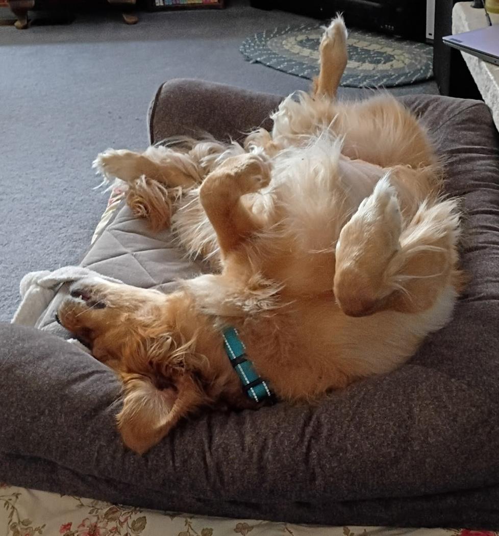 Enlarge Simba, a Adopted Golden Retriever in Silvana, WA image 6/6