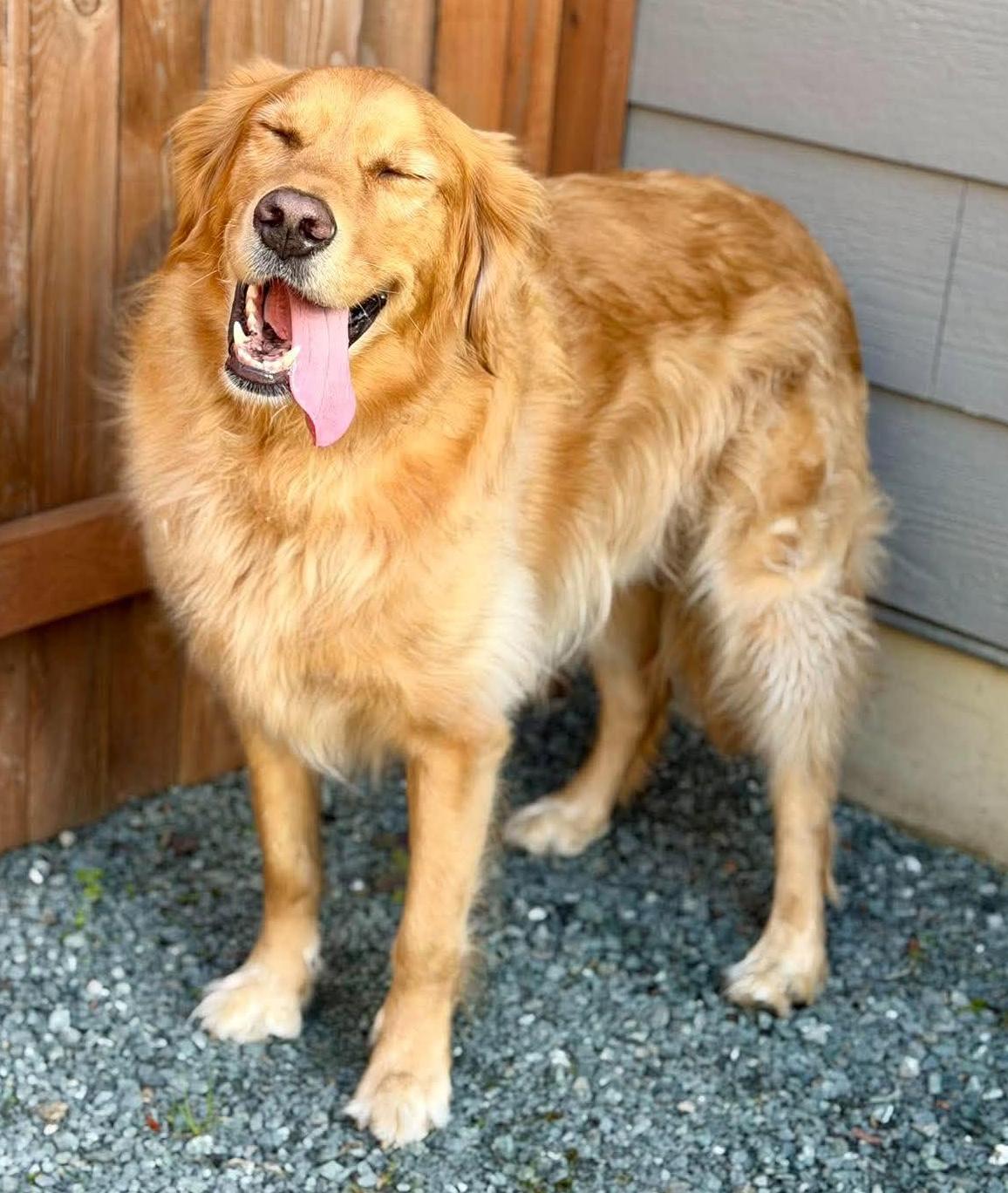 Enlarge Simba, a Adopted Golden Retriever in Silvana, WA image 3/6
