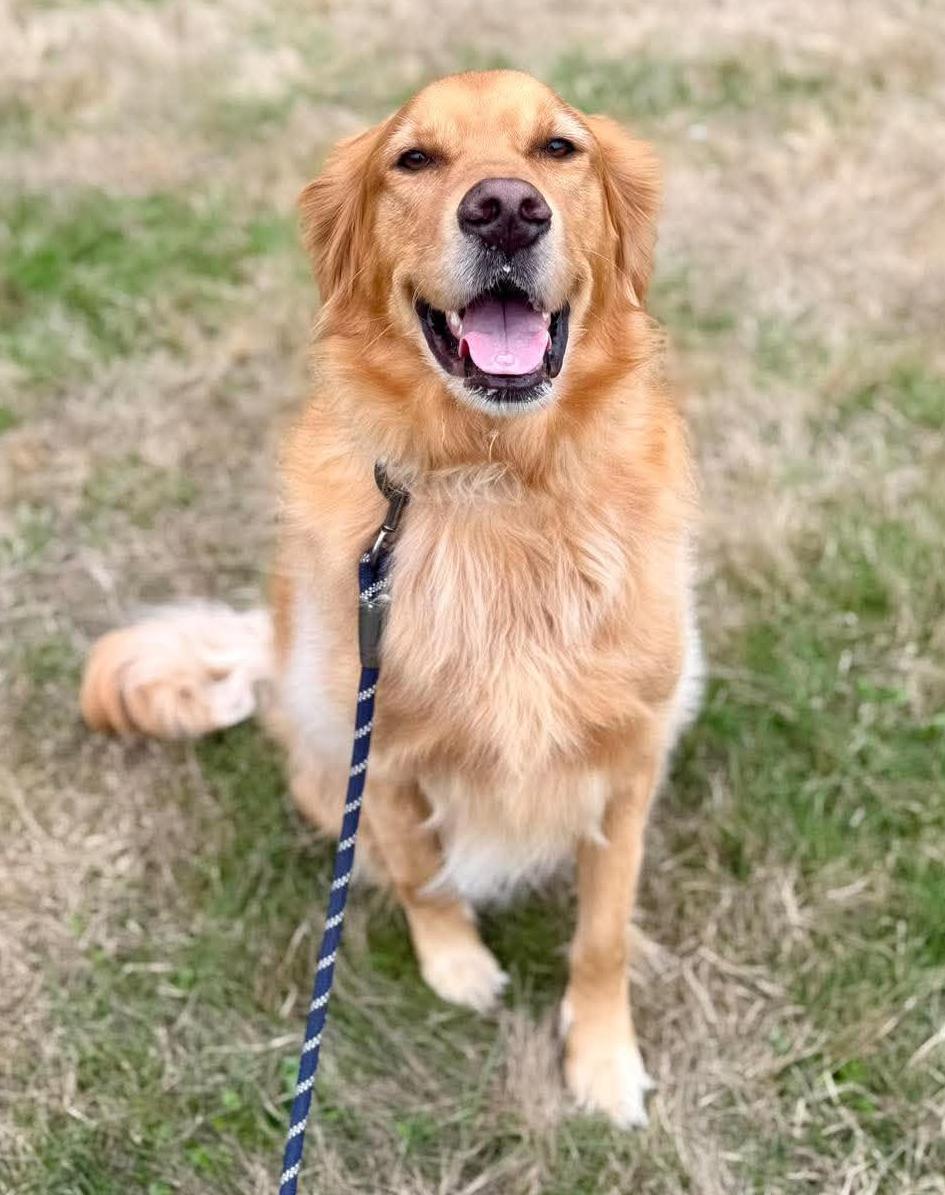 Enlarge Simba, a Adopted Golden Retriever in Silvana, WA image 4/6